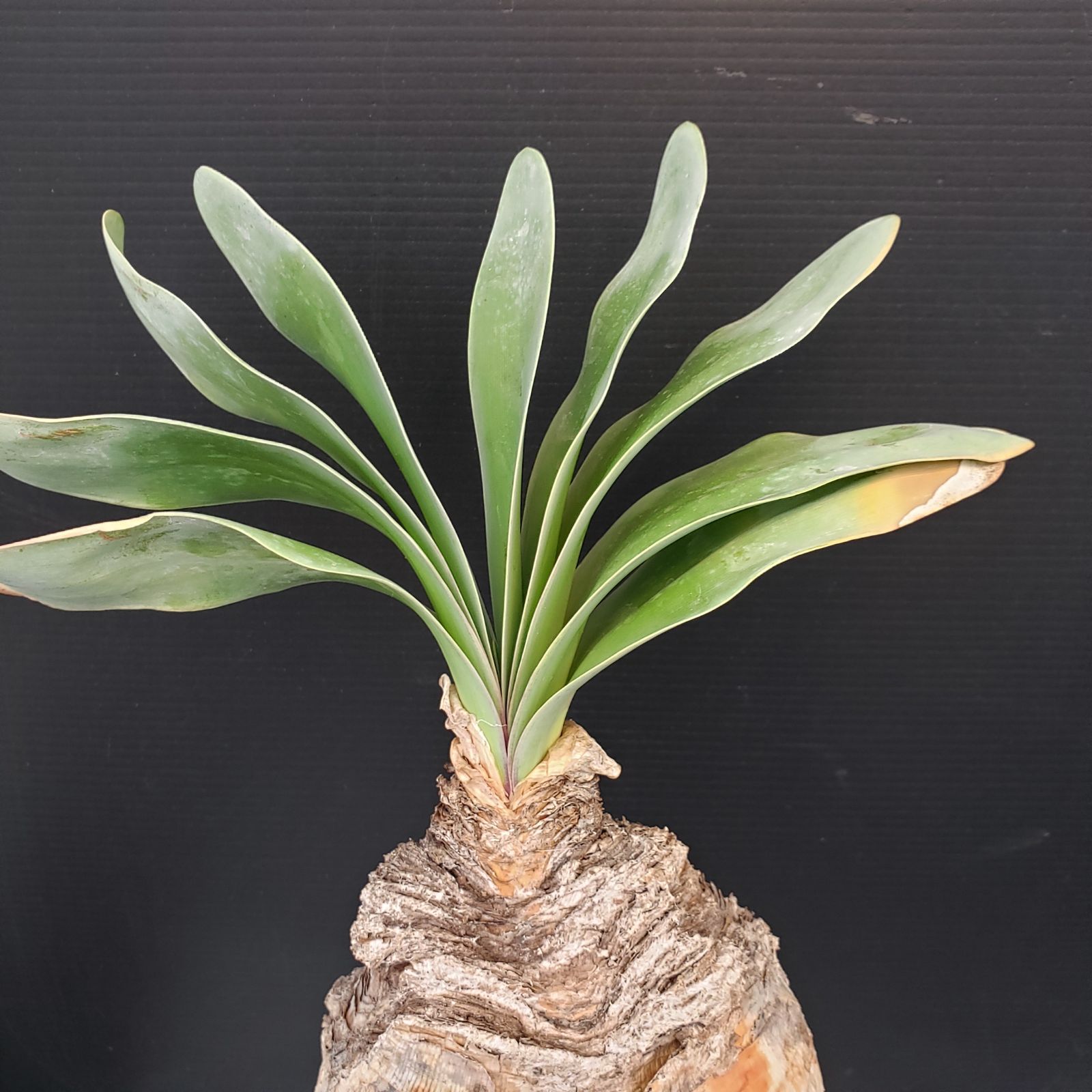 K270【自社養生株】ブーファン ハエマンソイデス（現地球・発根株