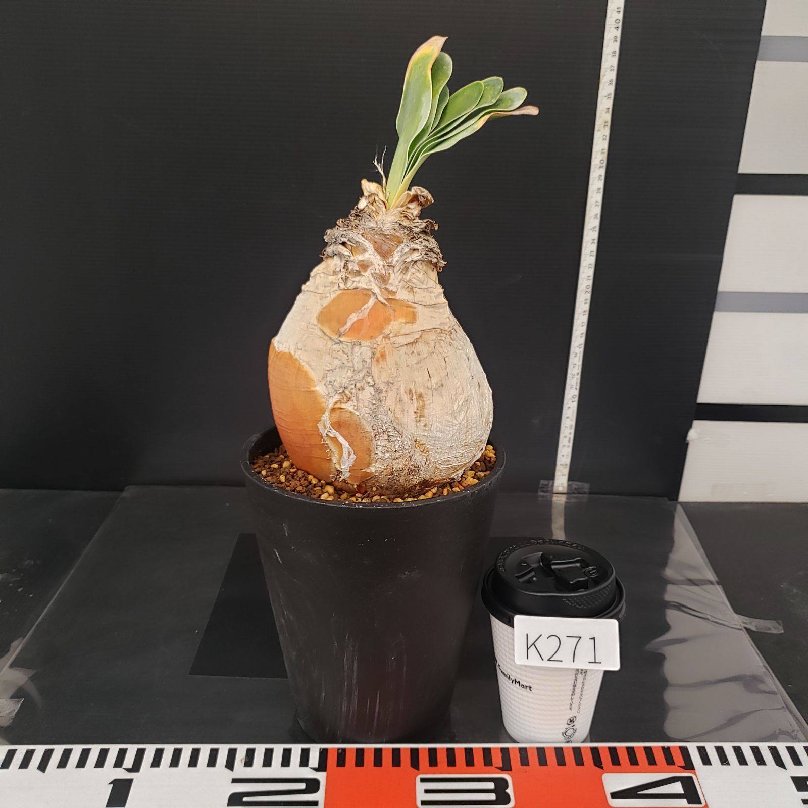 セ*道様 K14「球根植物」ブーファン ハエマンソイデス 産地株 20株 セ*道様 K14「球根植物」ブーファン ハエマンソイデス 産地株 20株