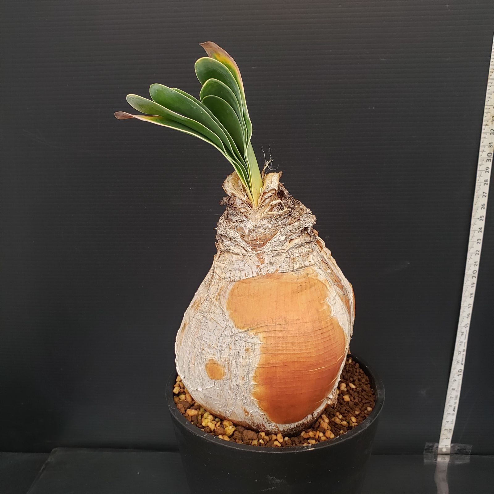 セ*道様 K14「球根植物」ブーファン ハエマンソイデス 産地株 20株 セ*道様 K14「球根植物」ブーファン ハエマンソイデス 産地株 20株