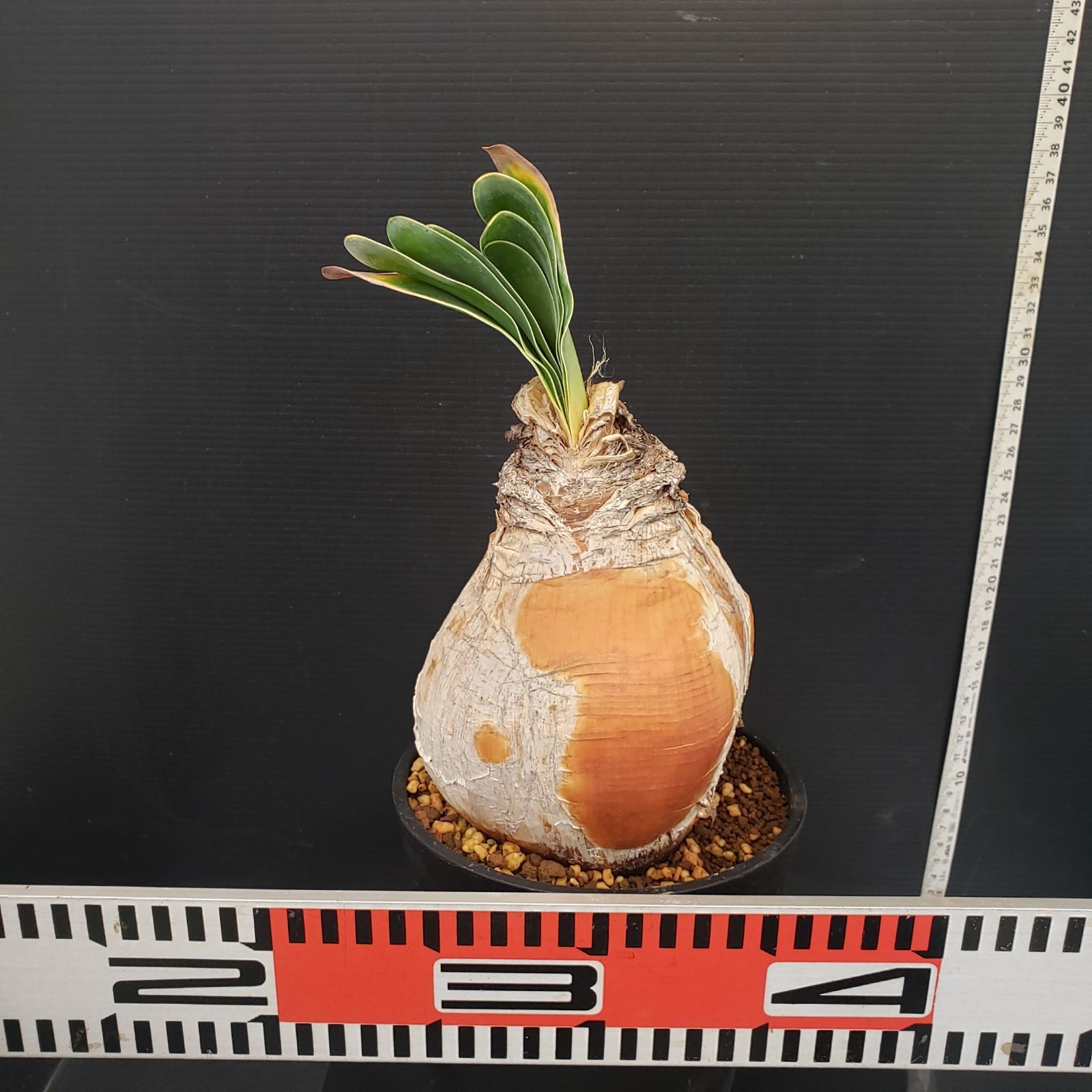 K271【自社養生株】ブーファン ハエマンソイデス（現地球・発根株