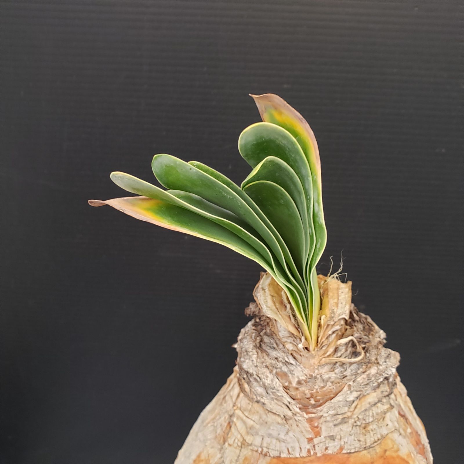 け*ん様 ブーファン　ハエマンソイデス　現地株 K274【自社養生株】ブーファン ハエマンソイデス（現地球・発根株