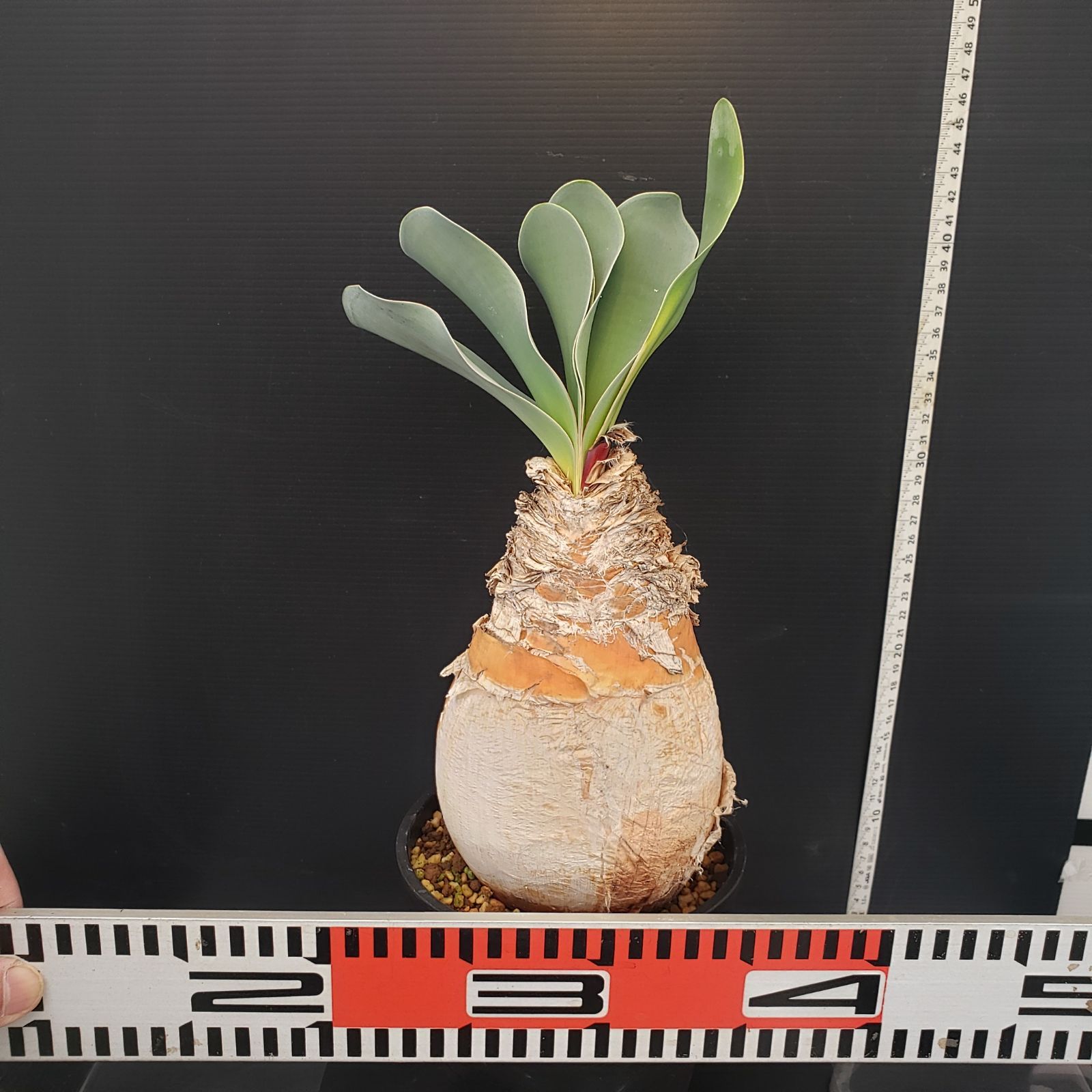 K272【自社養生株】ブーファン ハエマンソイデス（現地球・発根株