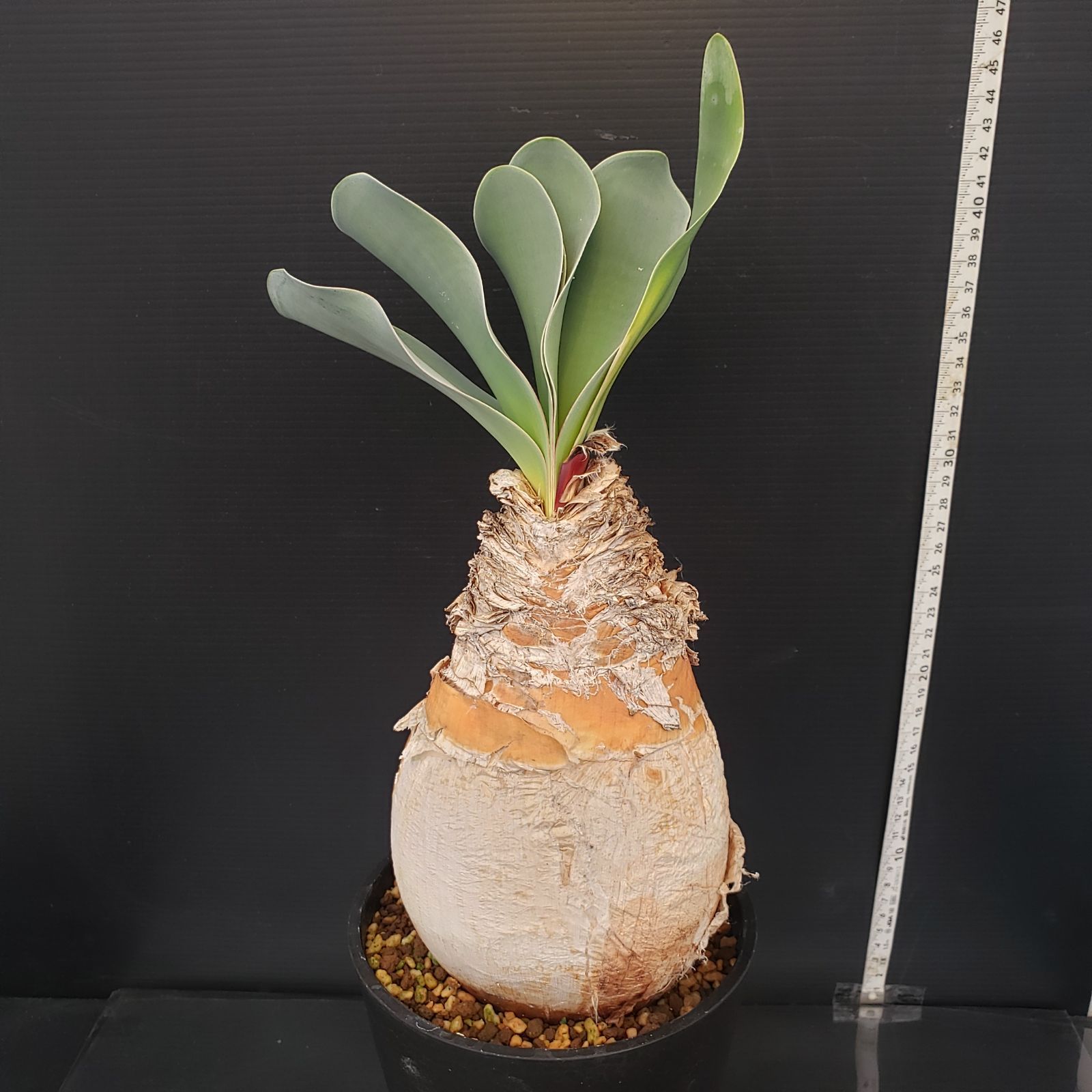 K272【自社養生株】ブーファン ハエマンソイデス（現地球・発根株