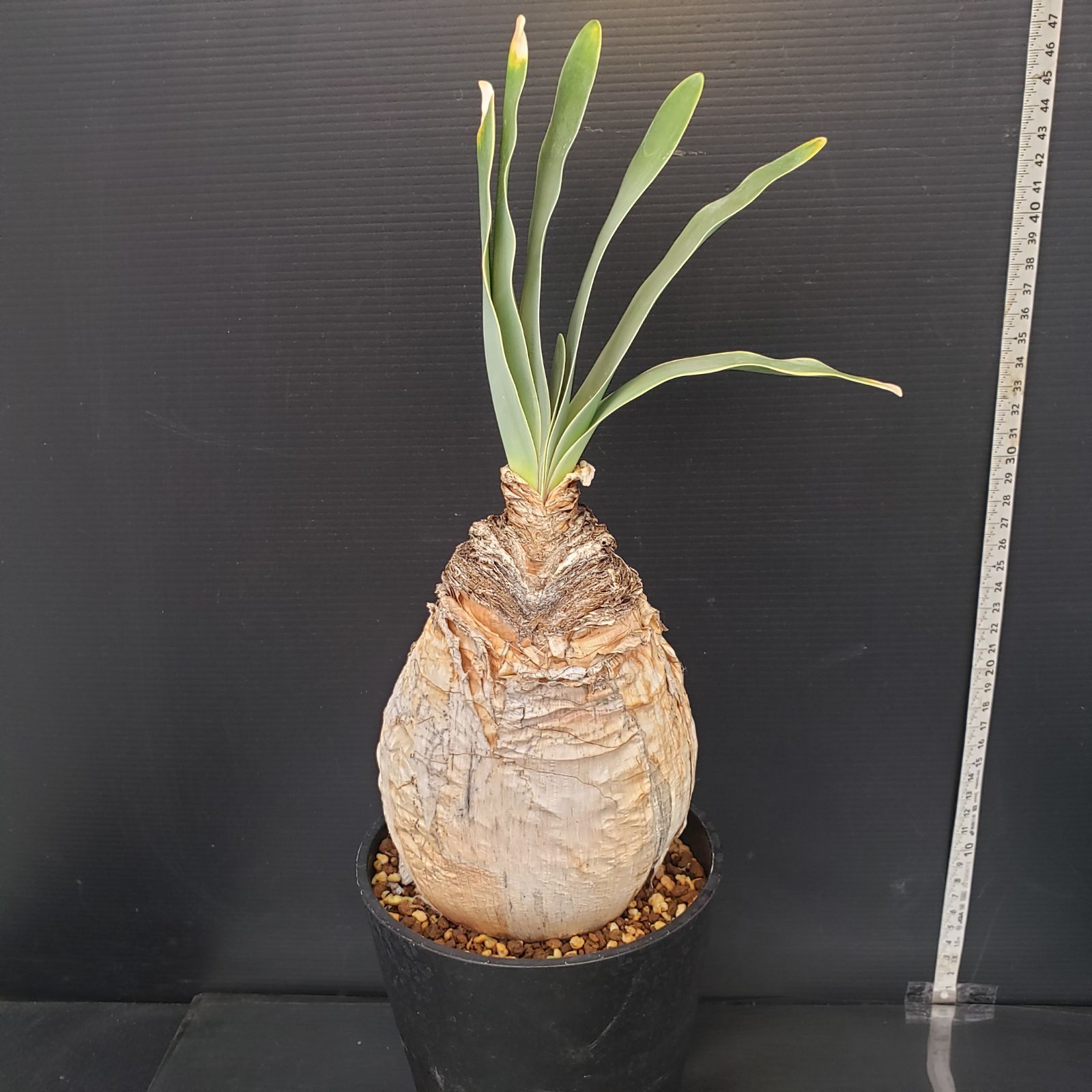 K273【自社養生株】ブーファン ハエマンソイデス（現地球・発根株