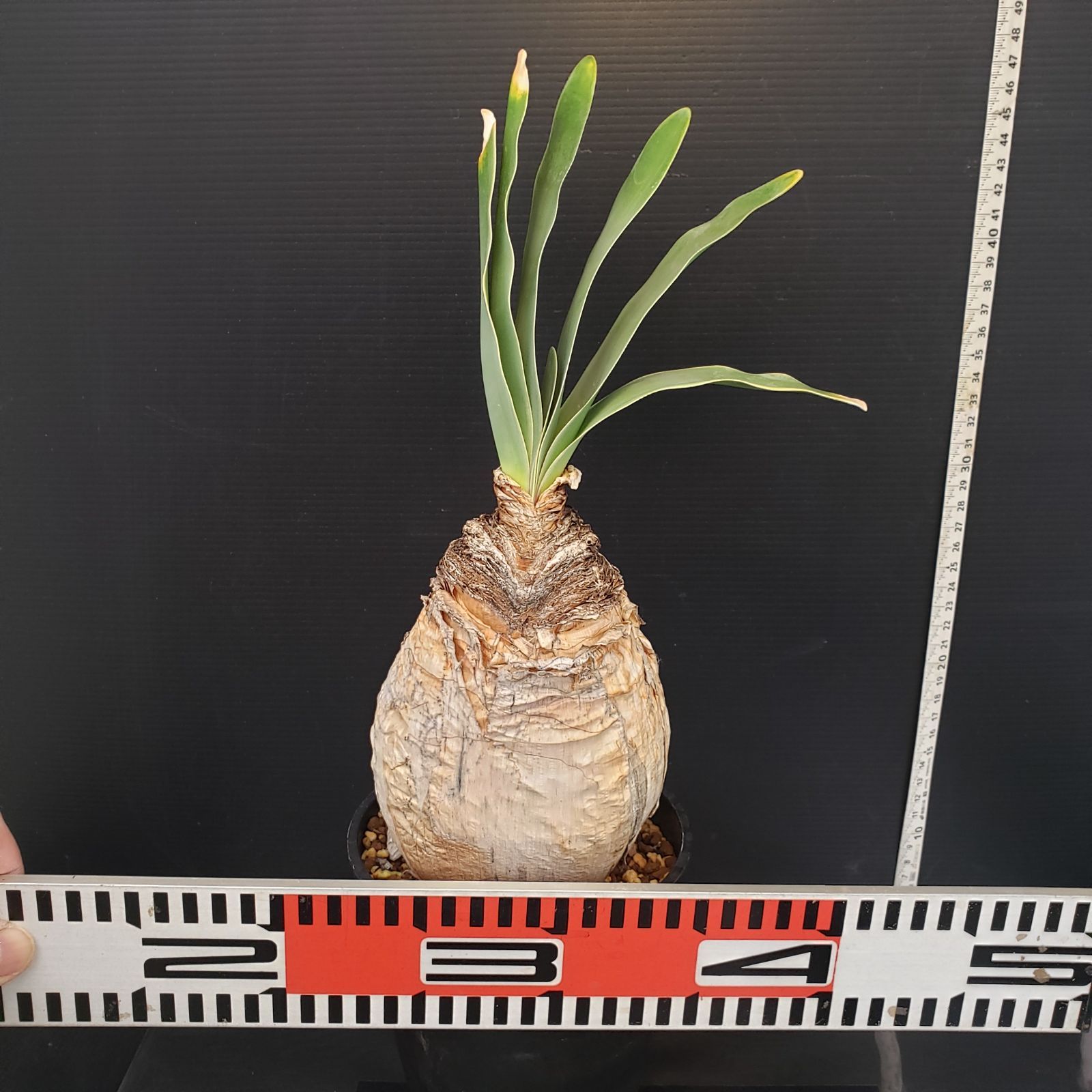 K273【自社養生株】ブーファン ハエマンソイデス（現地球・発根株