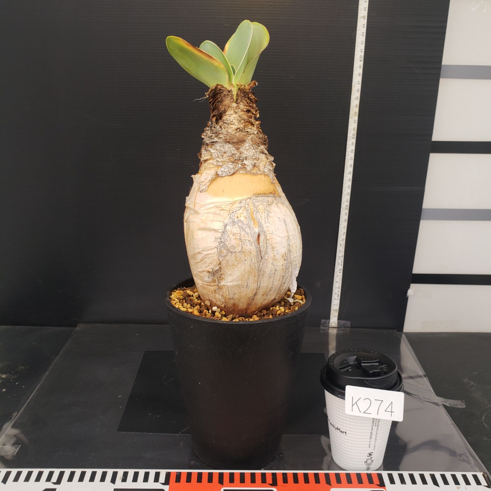 K274【自社養生株】ブーファン ハエマンソイデス（現地球・発根株