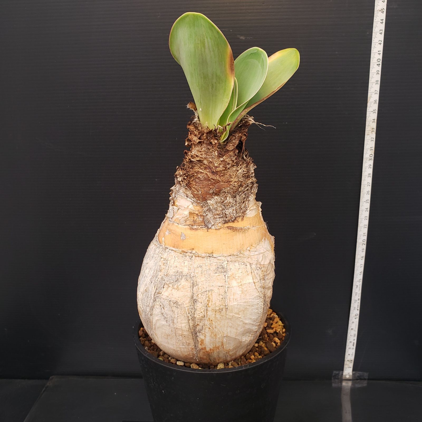 ブーファン・ハエマンソイデス　現地株　発根済 発根済 ブーファン・ハエマンソイデス 現地株