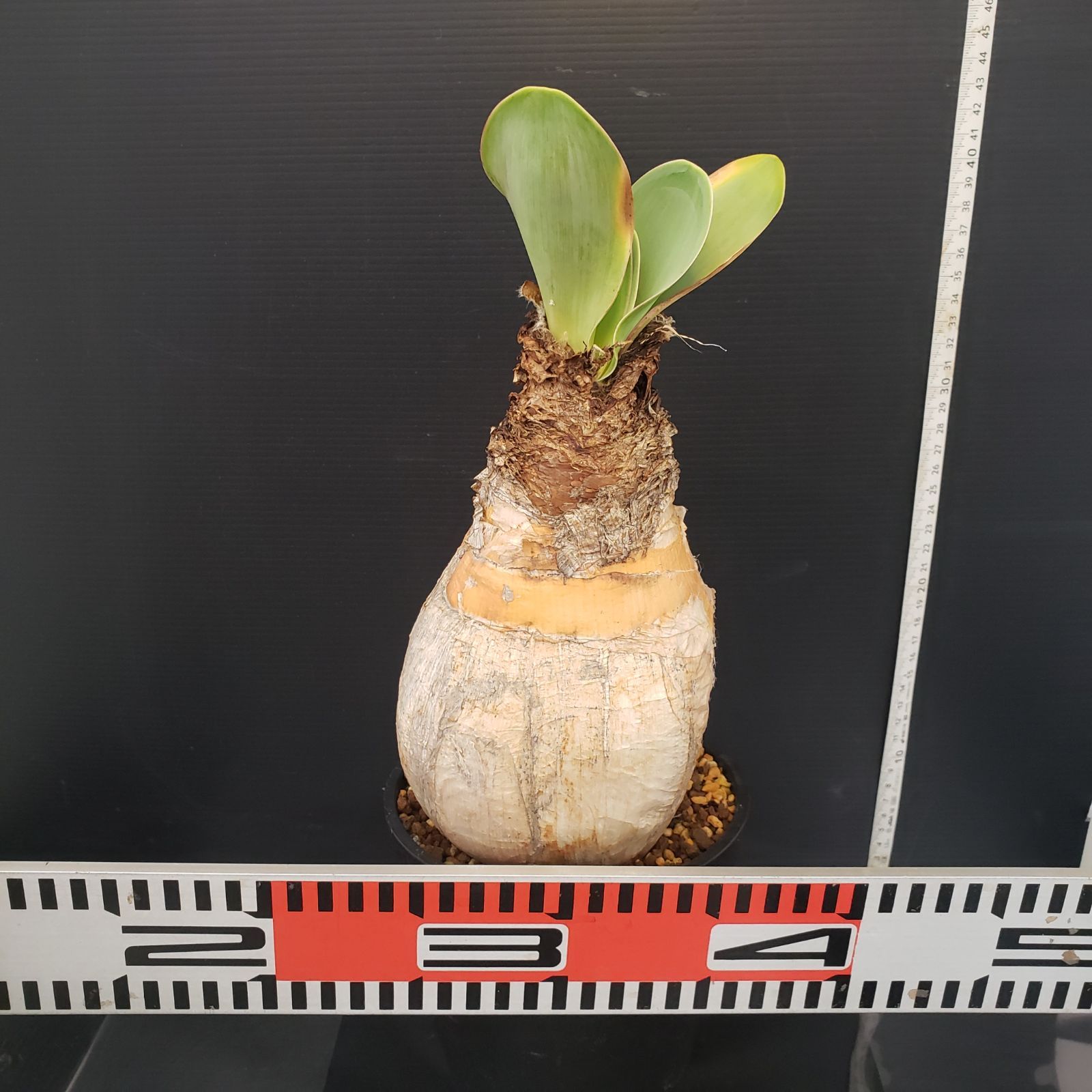 K274【自社養生株】ブーファン ハエマンソイデス（現地球・発根株