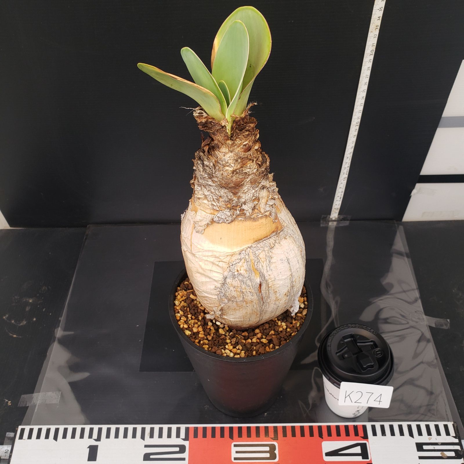 セ*道様 K11「球根植物」ブーファン ハエマンソイデス 産地株 20株 セ*道様 K11「球根植物」ブーファン ハエマンソイデス 産地株 20株 セ*道