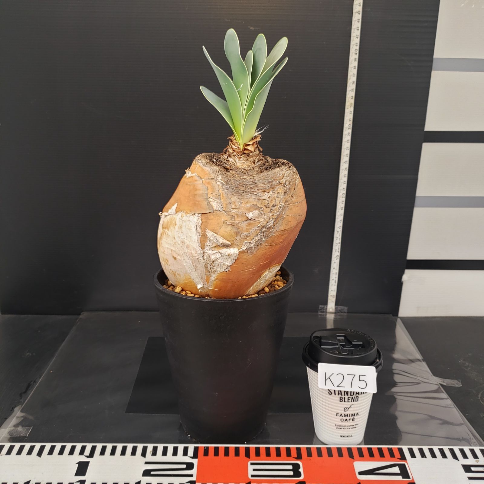 K275【自社養生株】ブーファン ハエマンソイデス（現地球・発根株