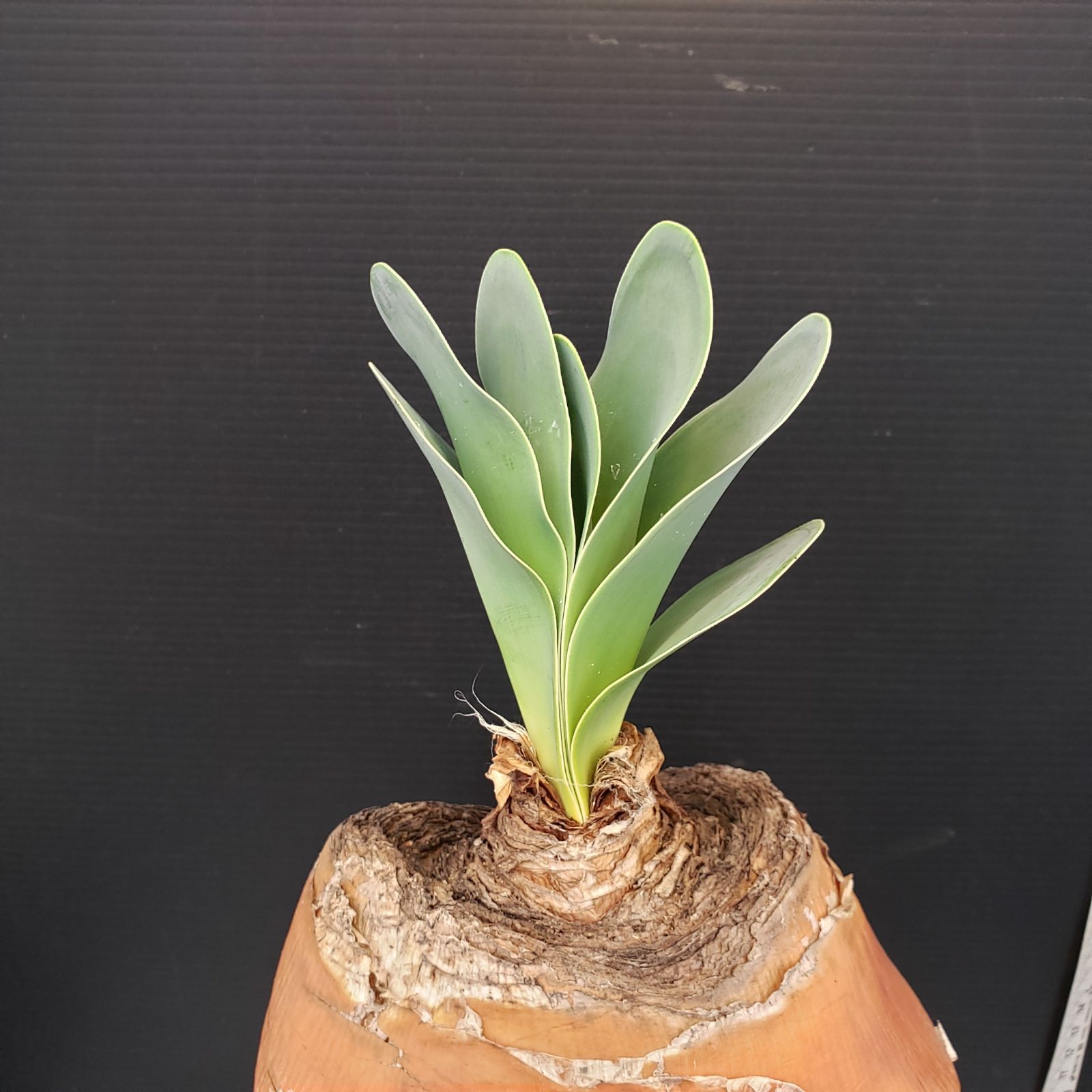 K275【自社養生株】ブーファン ハエマンソイデス（現地球・発根株