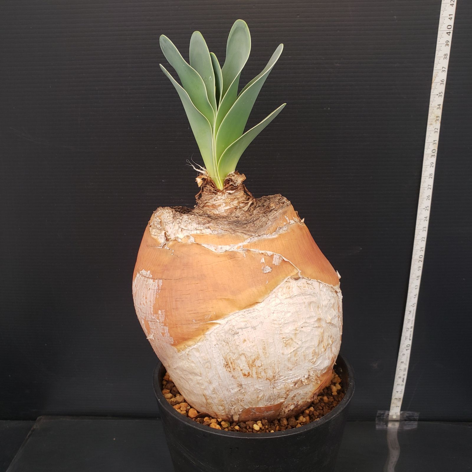 K275【自社養生株】ブーファン ハエマンソイデス（現地球・発根株