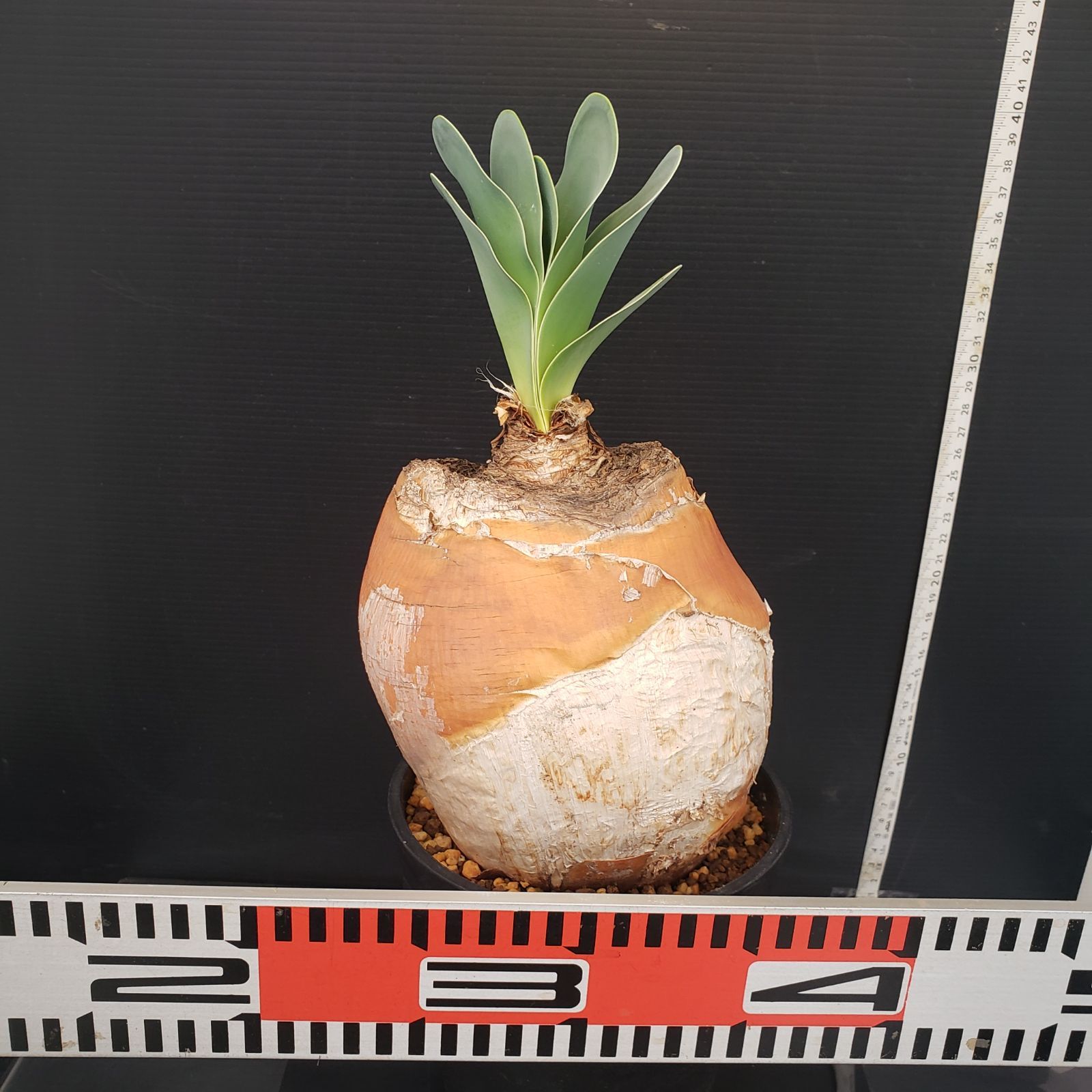 K275【自社養生株】ブーファン ハエマンソイデス（現地球・発根株