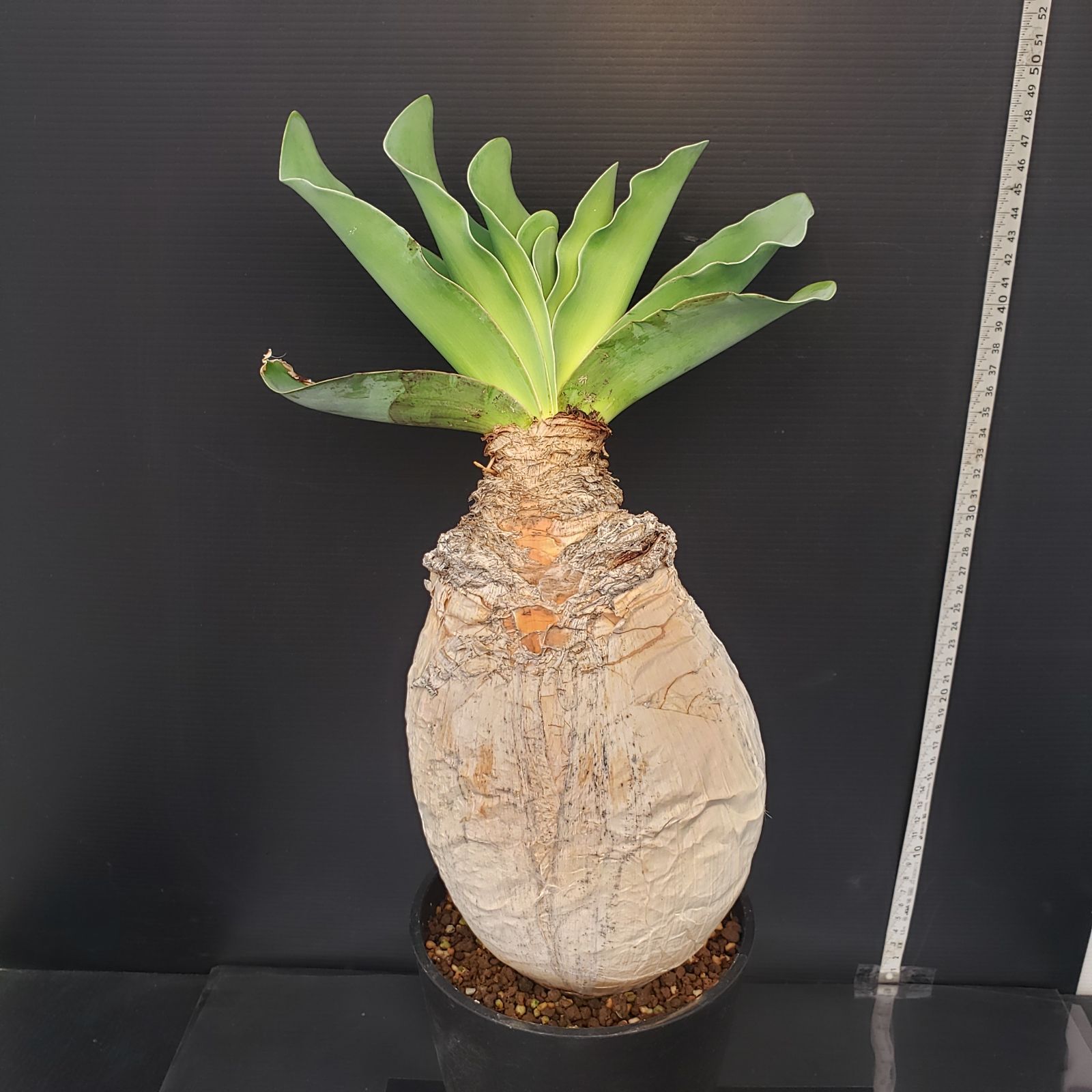 ブーファン・ハエマンソイデス　現地株　発根済 発根済 ブーファン・ハエマンソイデス 現地株