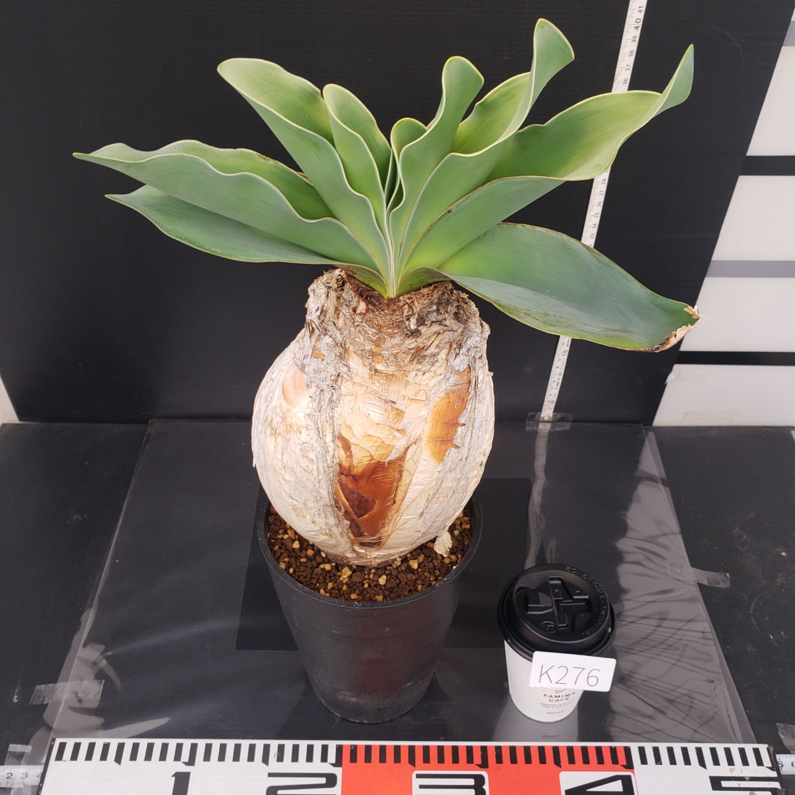 K276【自社養生株】ブーファン ハエマンソイデス（現地球・発根株