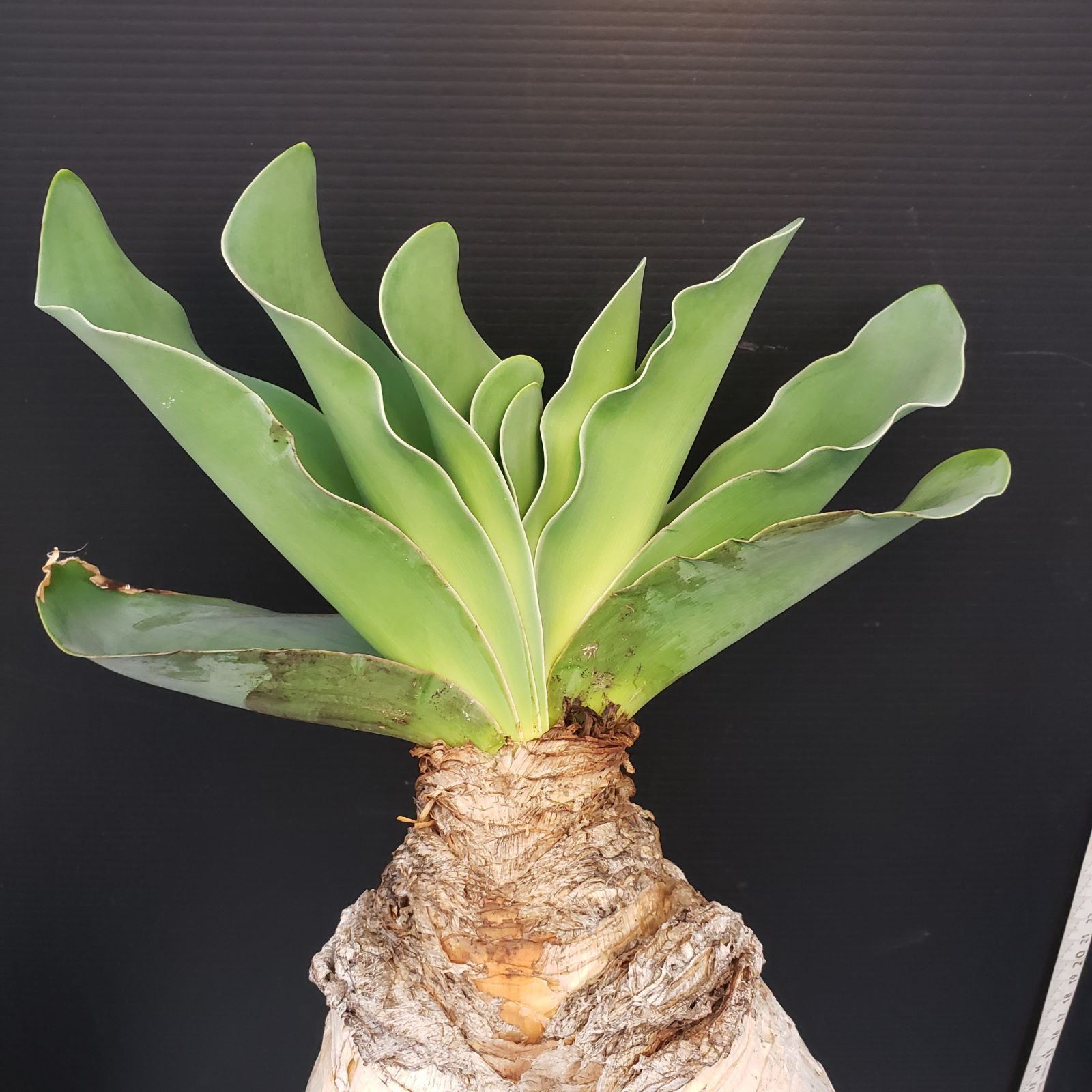 K276【自社養生株】ブーファン ハエマンソイデス（現地球・発根株