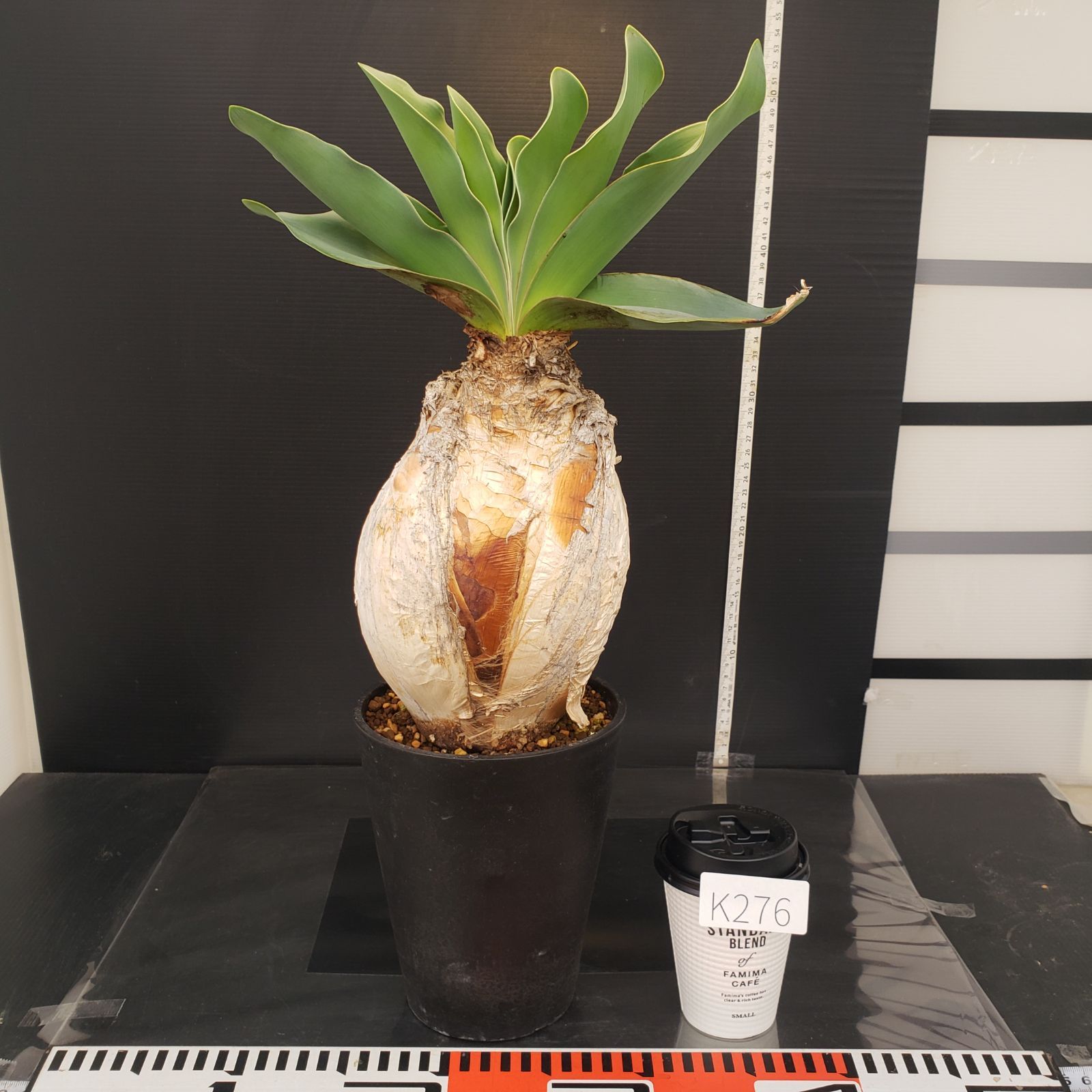 K276【自社養生株】ブーファン ハエマンソイデス（現地球・発根株