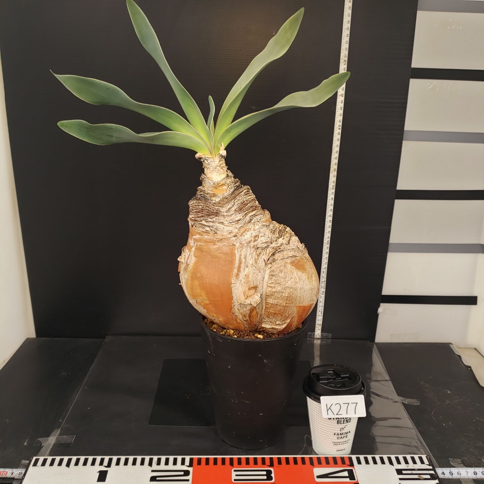 K277【自社養生株】ブーファン ハエマンソイデス（現地球・発根株