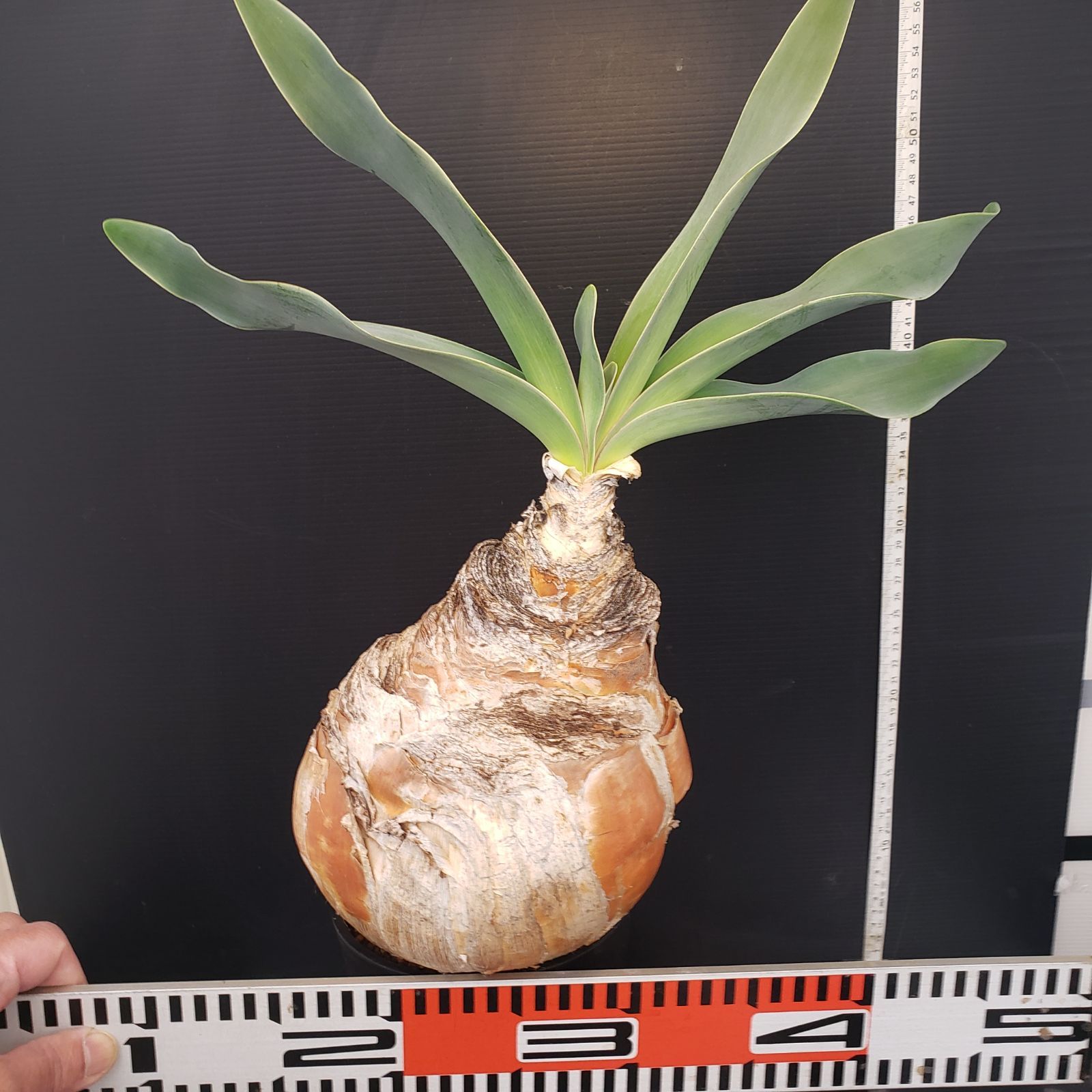 は*つ様 K19「球根植物」ブーファン ハエマンソイデス 産地株 8株 は*つ様 K19「球根植物」ブーファン ハエマンソイデス 産地株 8株