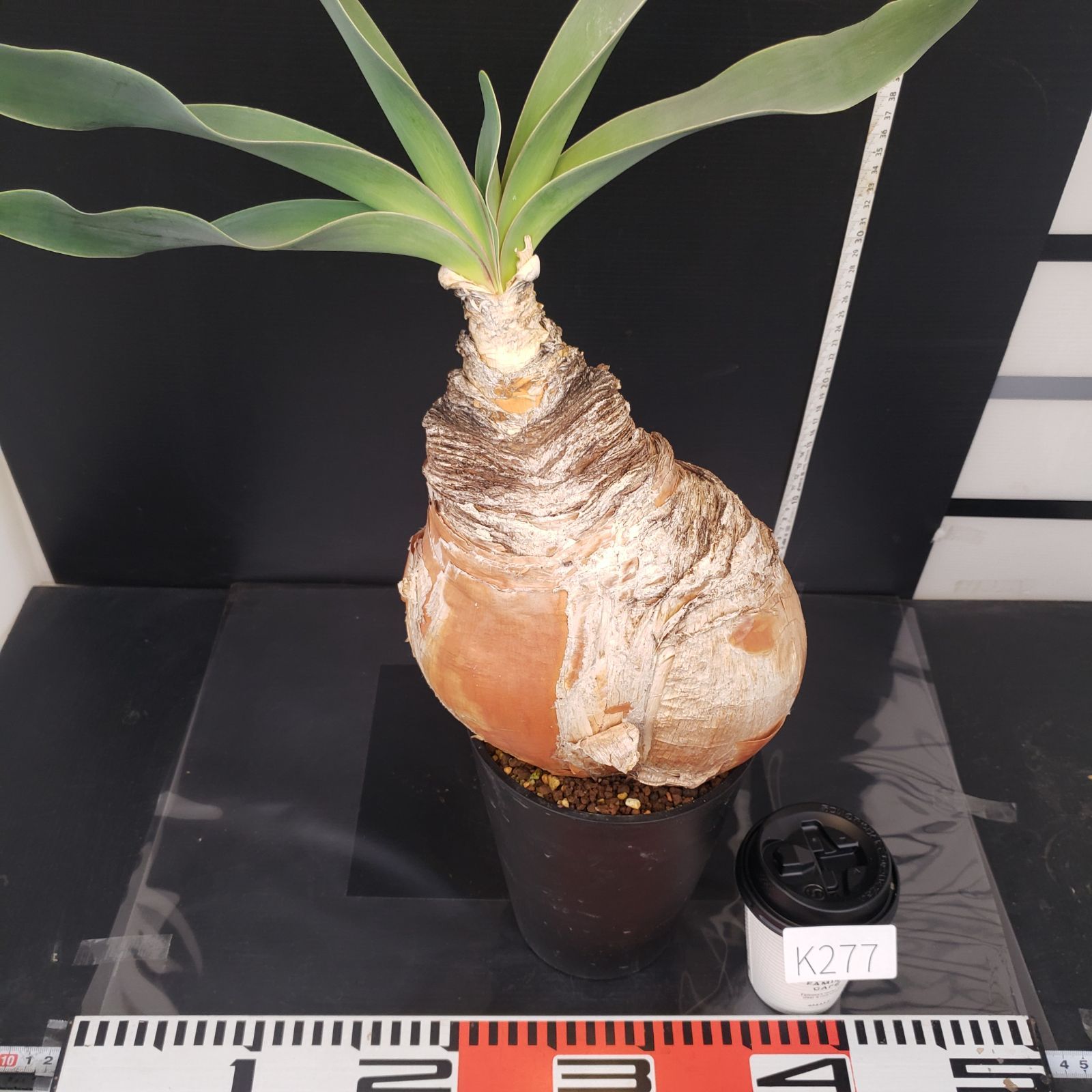 K277【自社養生株】ブーファン ハエマンソイデス（現地球・発根株