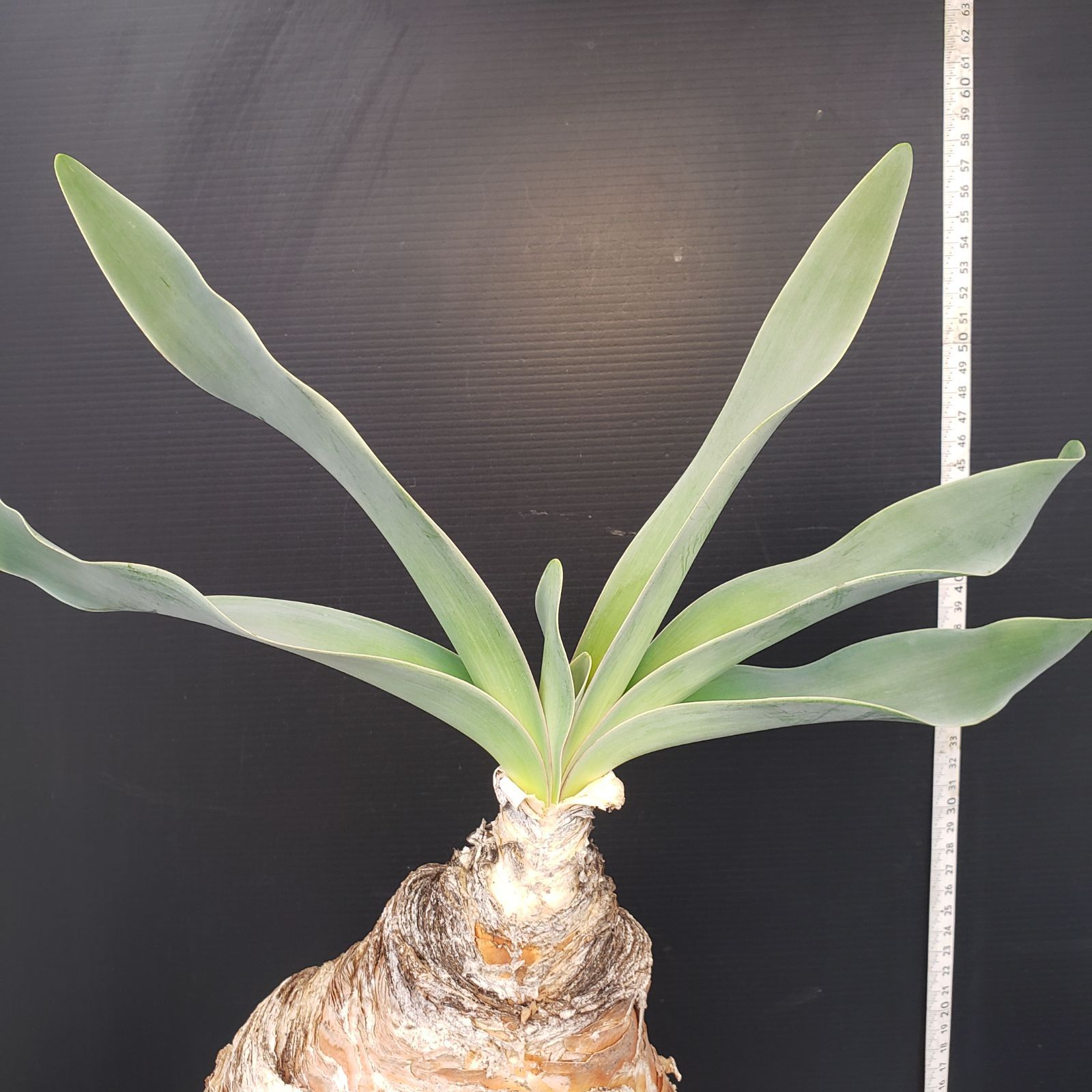 セ*道様 K11「球根植物」ブーファン ハエマンソイデス 産地株 20株 セ*道様 K11「球根植物」ブーファン ハエマンソイデス 産地株 20株