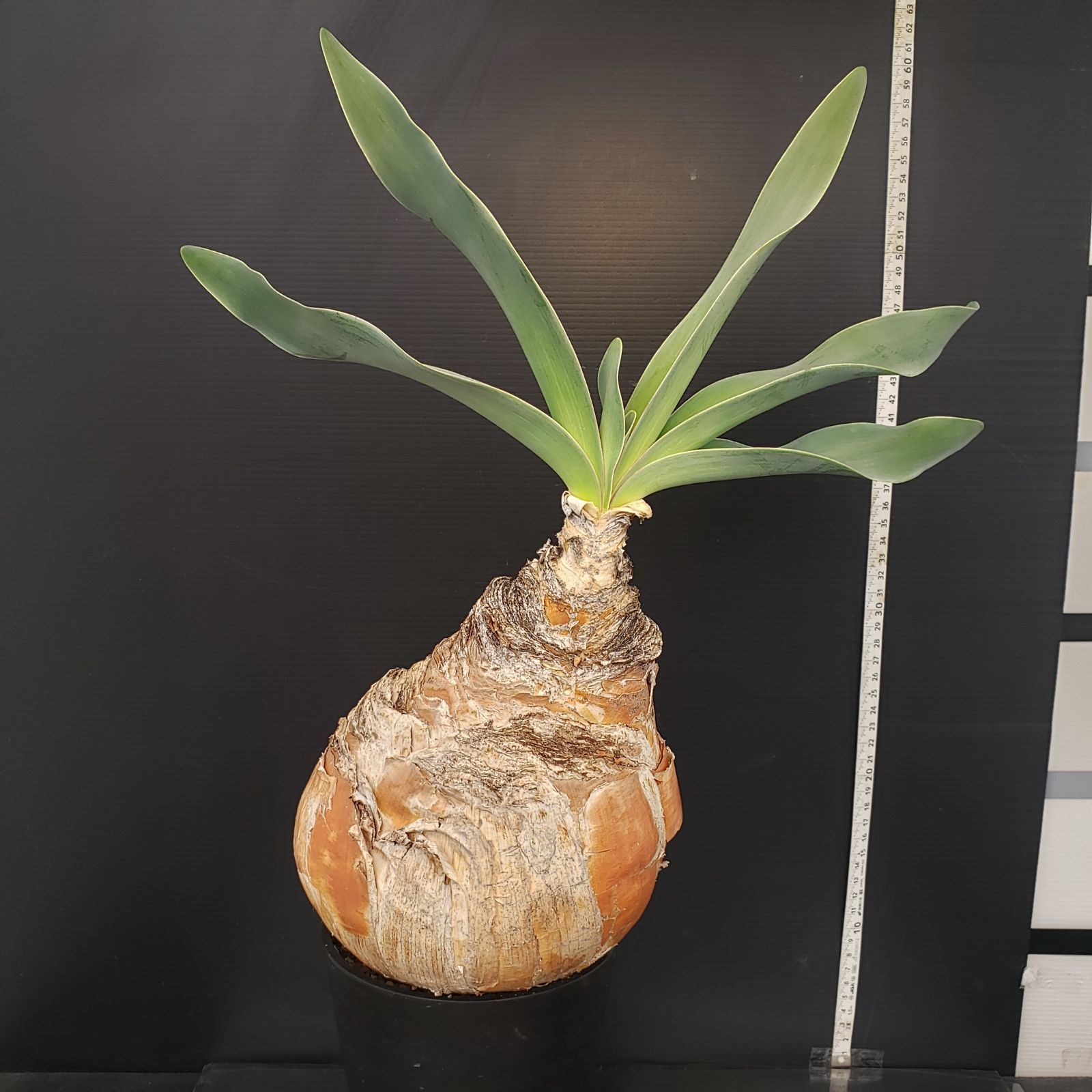 f*u様 オークション！ 特大 ブーファン ハエマンソイデス 現地株 現地球 塊 f*u様 オークション！ 特大 ブーファン ハエマンソイデス 現地株 現地