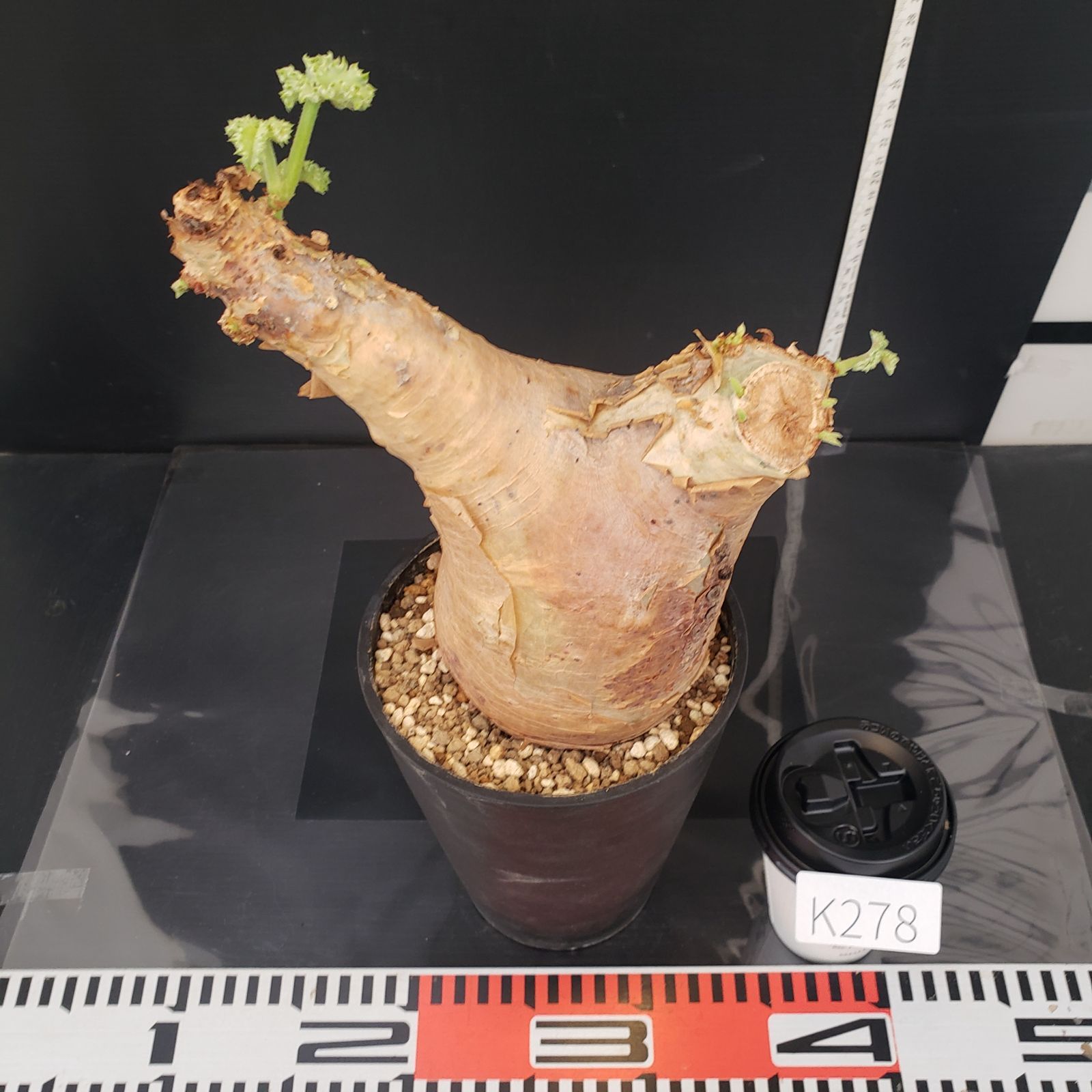 K278【自社養生株】キフォステンマ マクロプス（現地球・発根未確認株
