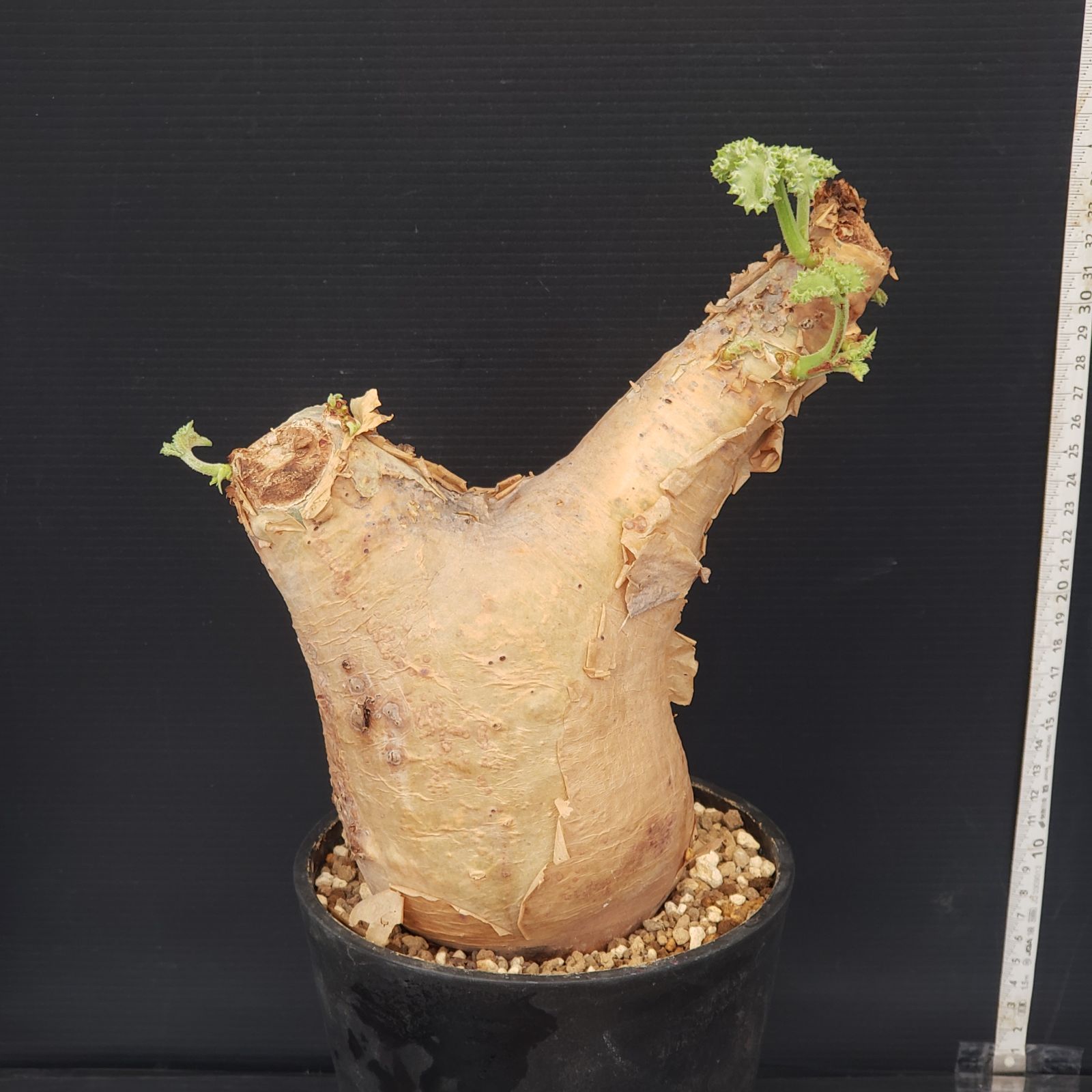 K278【自社養生株】キフォステンマ マクロプス（現地球・発根未確認株