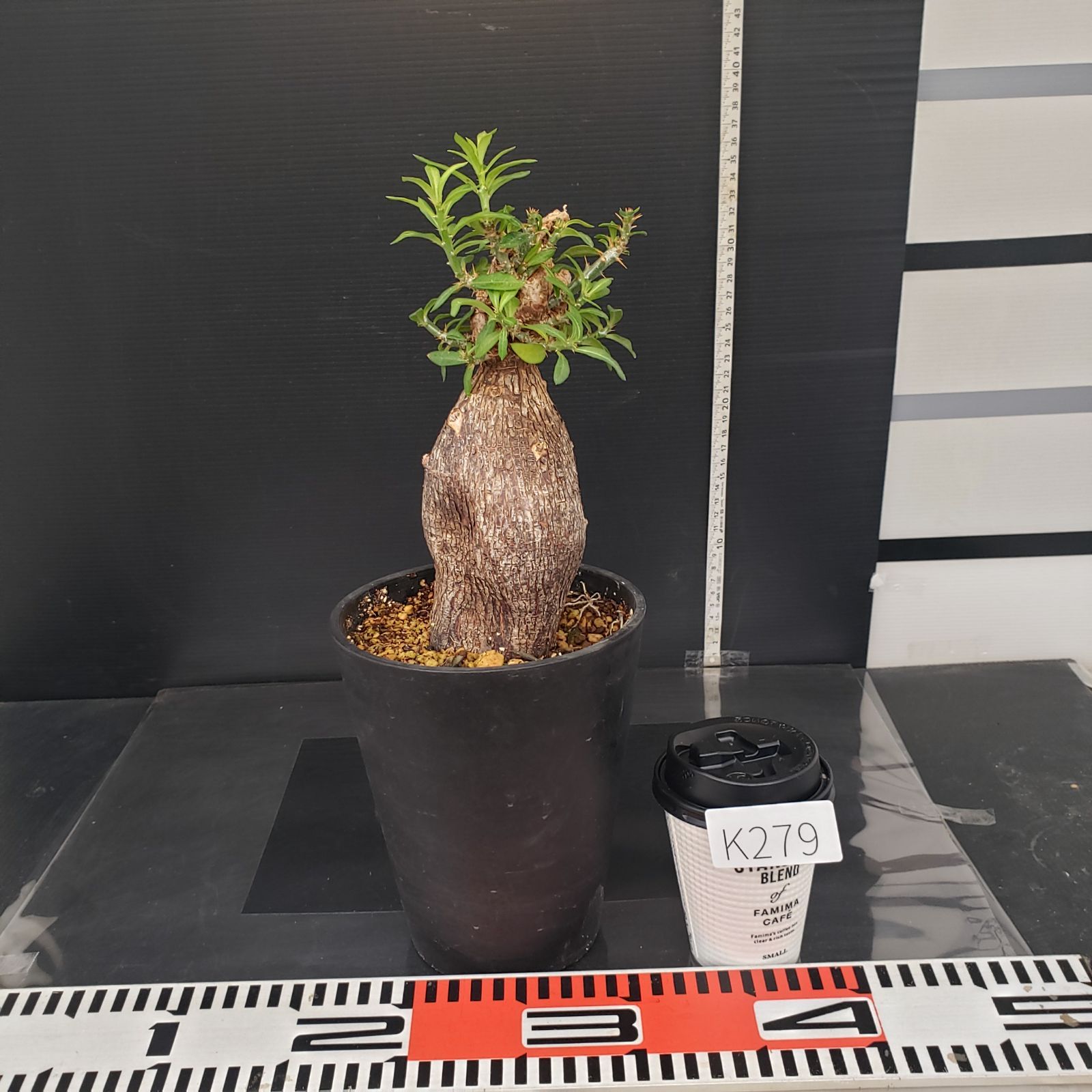 K279【自社養生株】パキポディウム ビスピノーサム（現地球・発根株