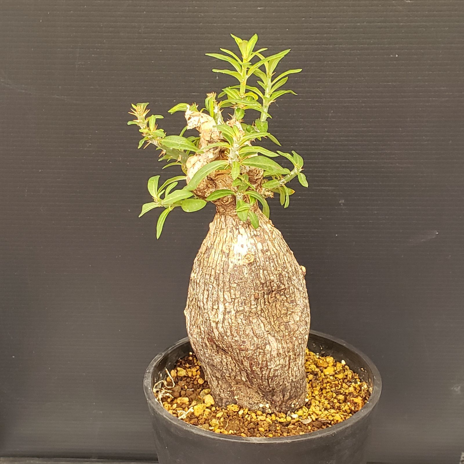 K279【自社養生株】パキポディウム ビスピノーサム（現地球・発根株