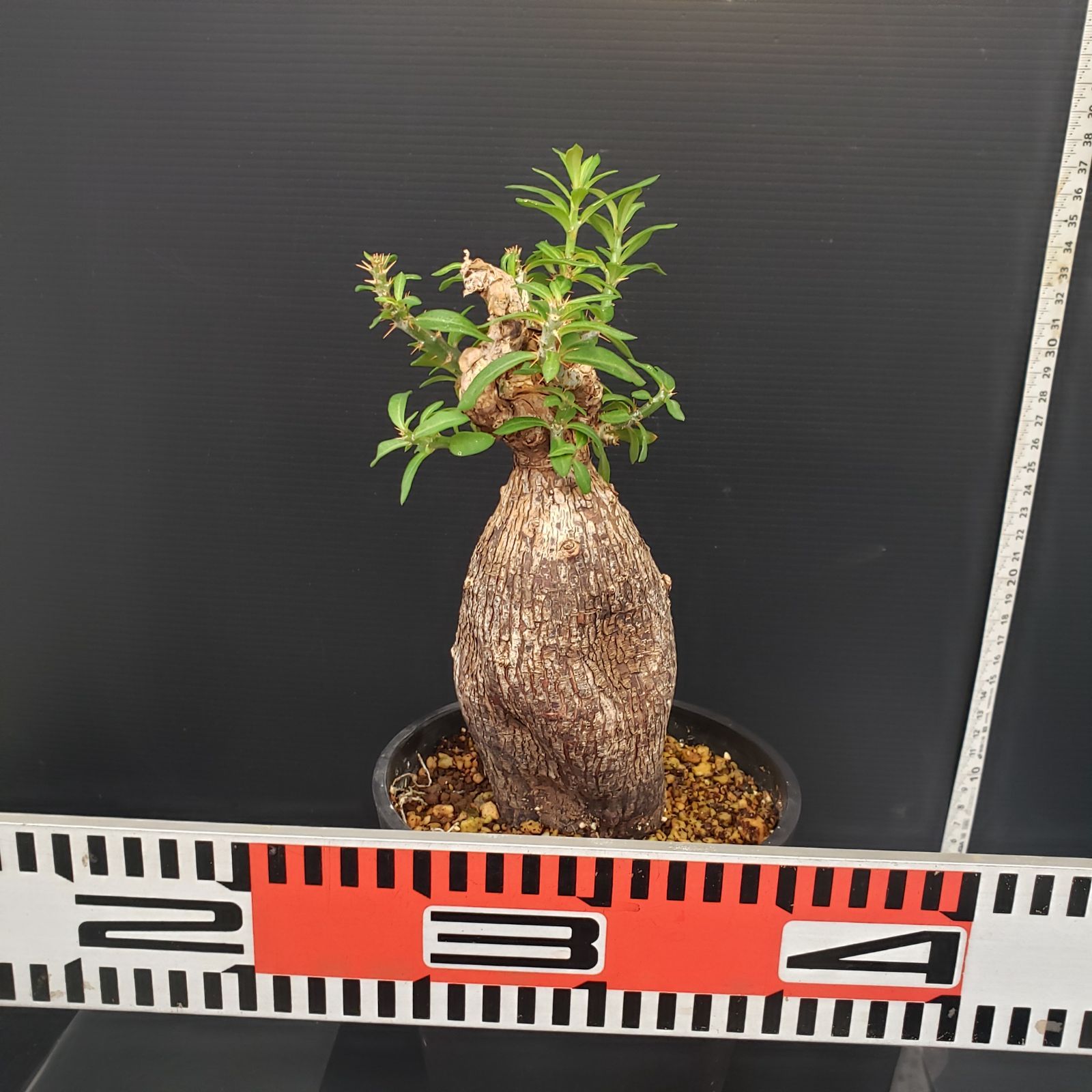 パキポディウム☆ビスピノーサム現地球・発根済 K279【自社養生株】パキポディウム ビスピノーサム（現地球・発根株