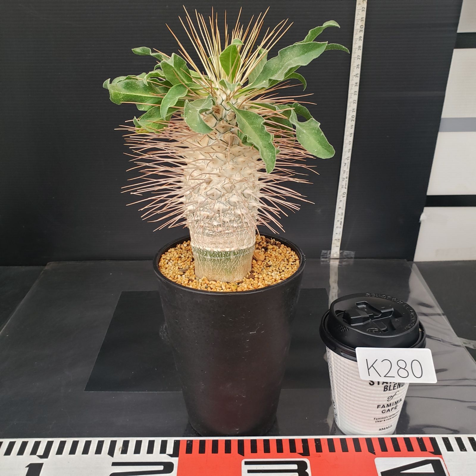 K280【自社養生株】パキポディウム ナマクアナム 光堂（接ぎ木・発根株