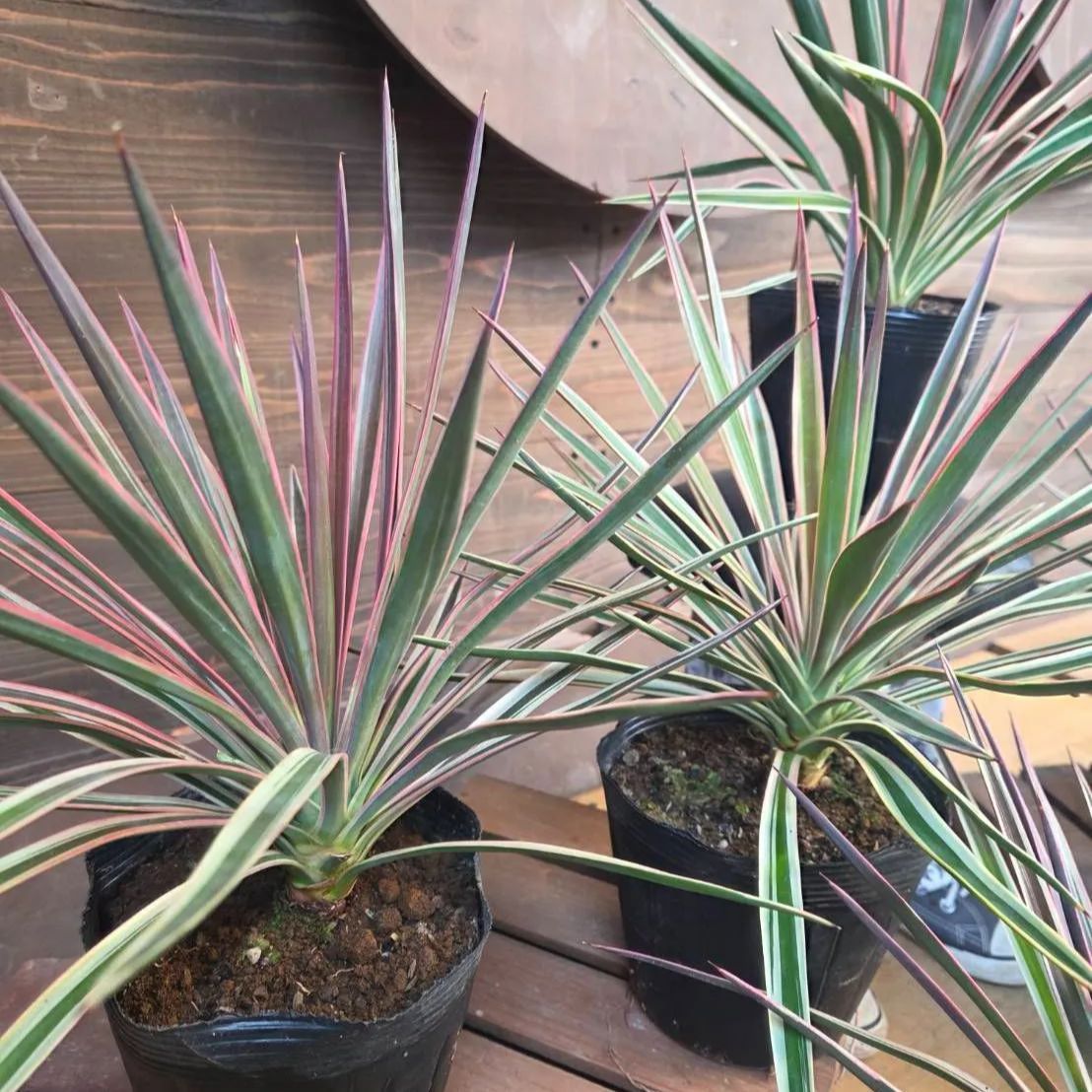 ユッカ アロイフォリア 斑入り【 1鉢販売おまかせ特価 】鉢のまま発送