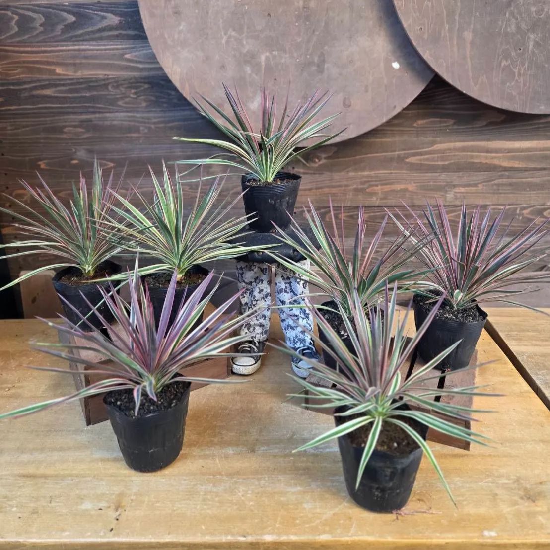 ユッカ アロイフォリア　鉢付き発送 ユッカ アロイフォリア 斑入り【 1鉢販売おまかせ特価 】鉢のまま発送