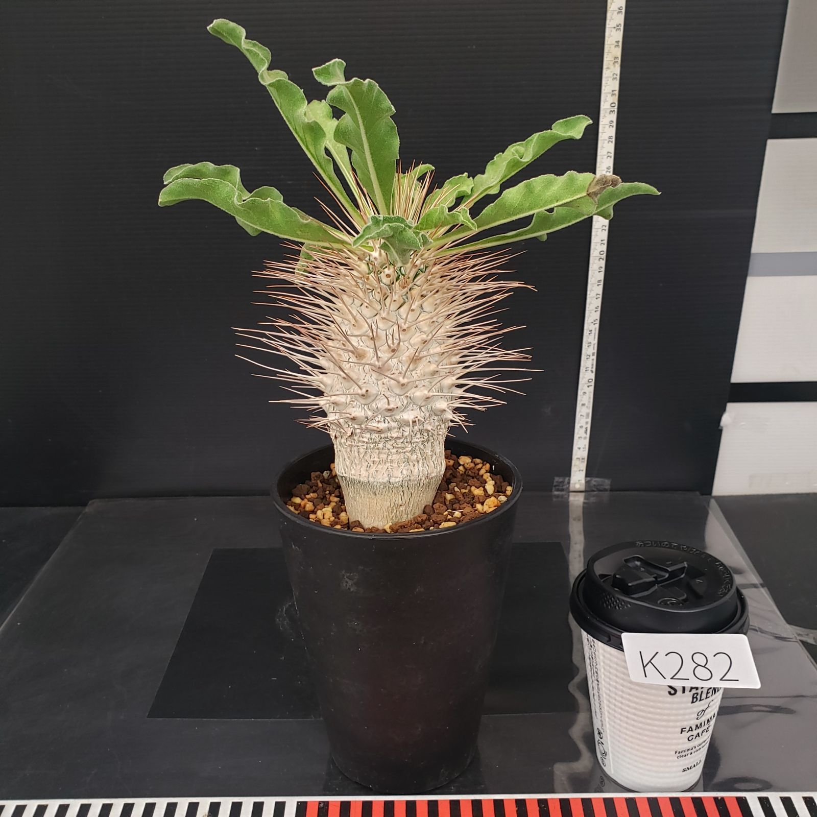 K282【自社養生株】パキポディウム ナマクアナム 光堂（接ぎ木・発根株