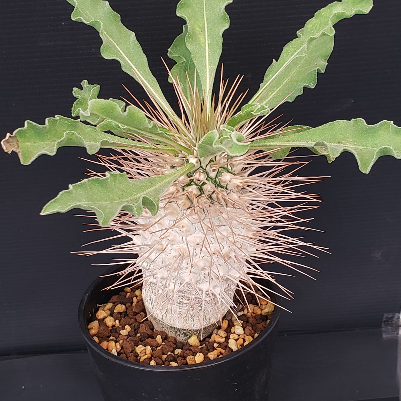 K282【自社養生株】パキポディウム ナマクアナム 光堂（接ぎ木・発根株