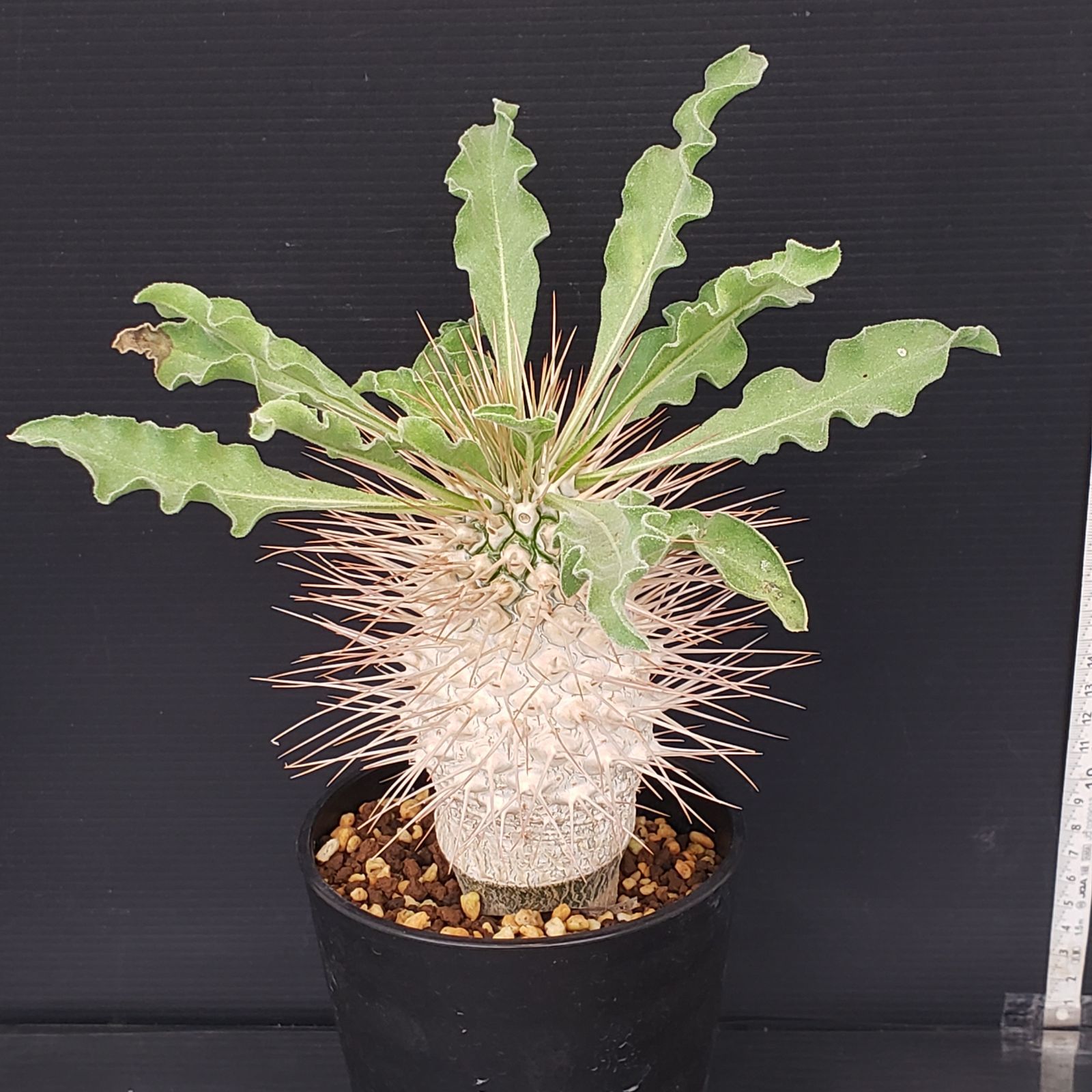 K282【自社養生株】パキポディウム ナマクアナム 光堂（接ぎ木・発根株