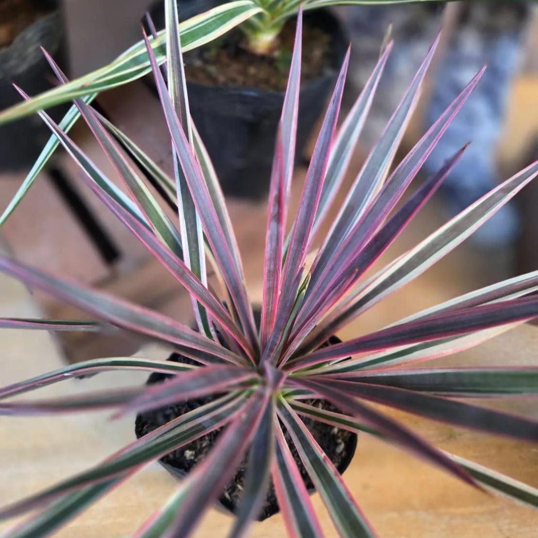 ユッカ アロイフォリア 斑入り【 1鉢販売おまかせ特価 】鉢のまま発送