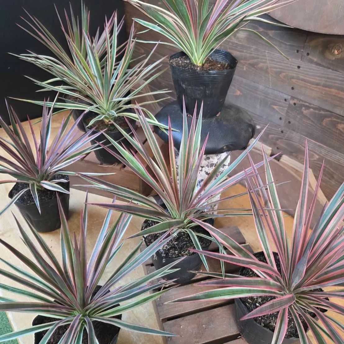 ユッカ アロイフォリア 斑入り【 1鉢販売おまかせ特価 】鉢のまま発送