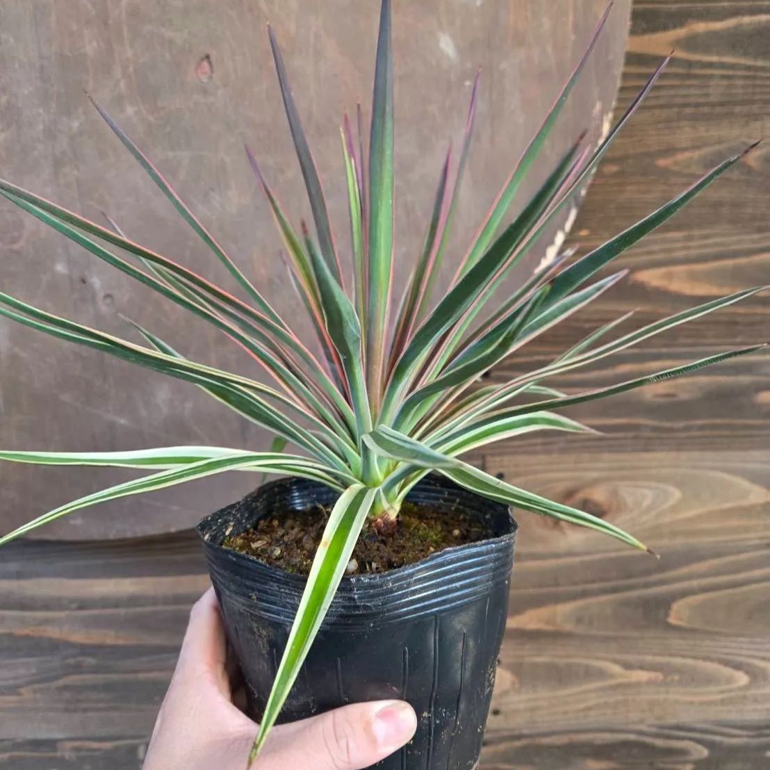 ユッカ アロイフォリア 斑入り【 1鉢販売おまかせ特価 】鉢のまま発送