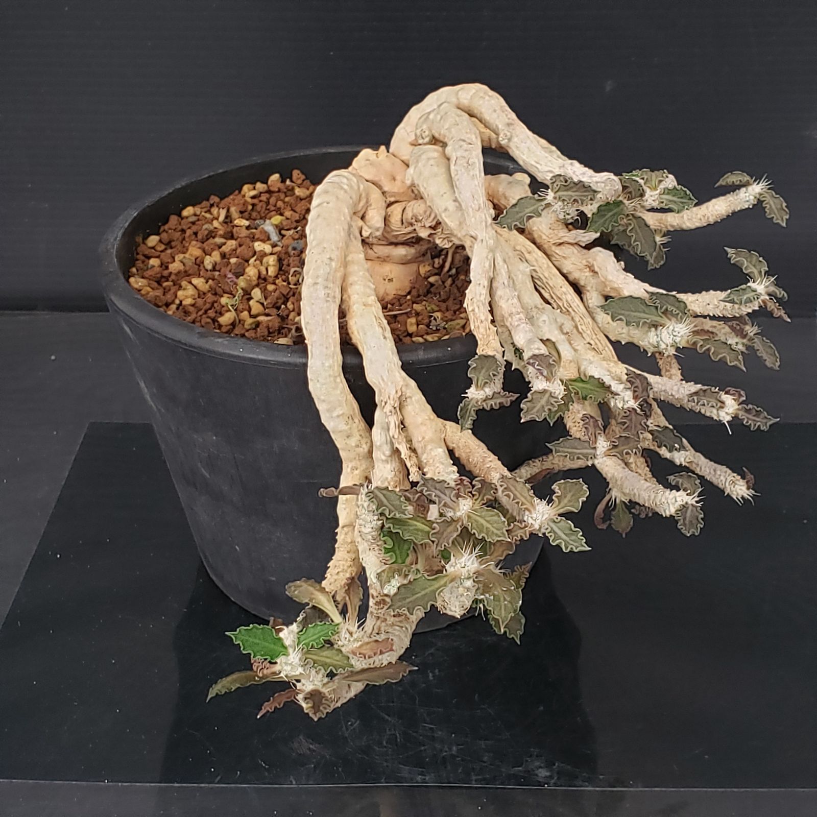 K287【自社養生株】ユーフォルビア トゥレアレンシス（挿し木・発根株