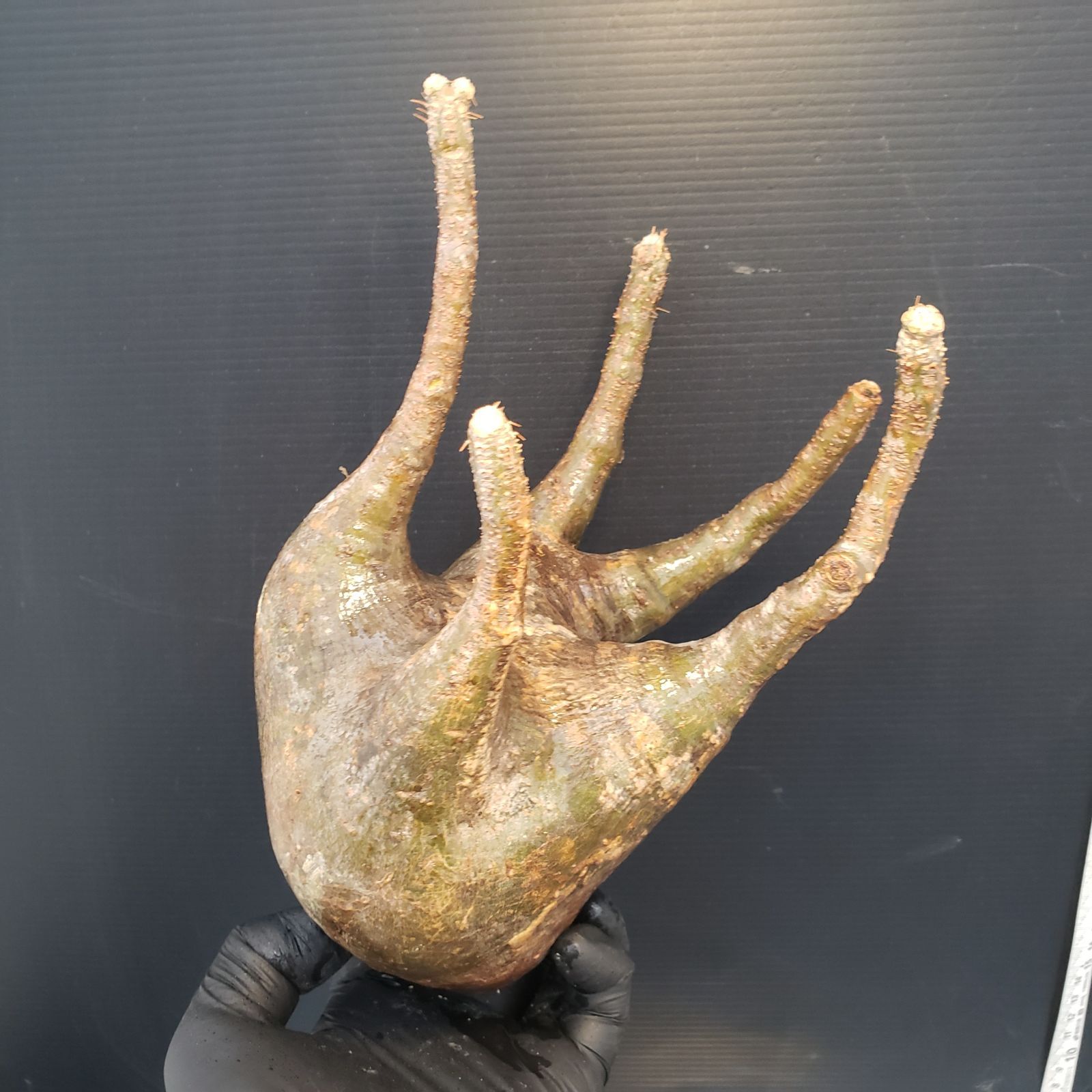 グラキリス（現地球・抜き苗）【塊根植物】パキポディウム Pachypodium K293【新着】Pachypodium グラキリス（MS)（現地球・抜き苗）【塊根