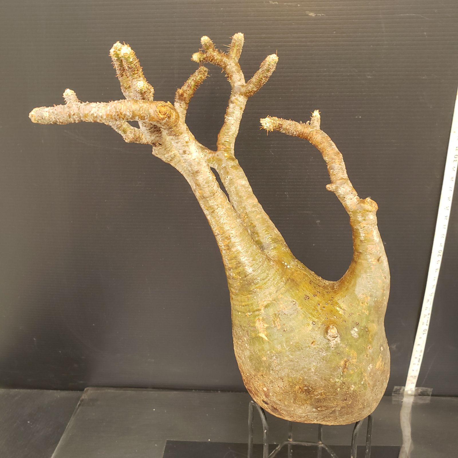 K298【新着】Pachypodium グラキリス（M)（現地球・抜き苗）【塊根植物