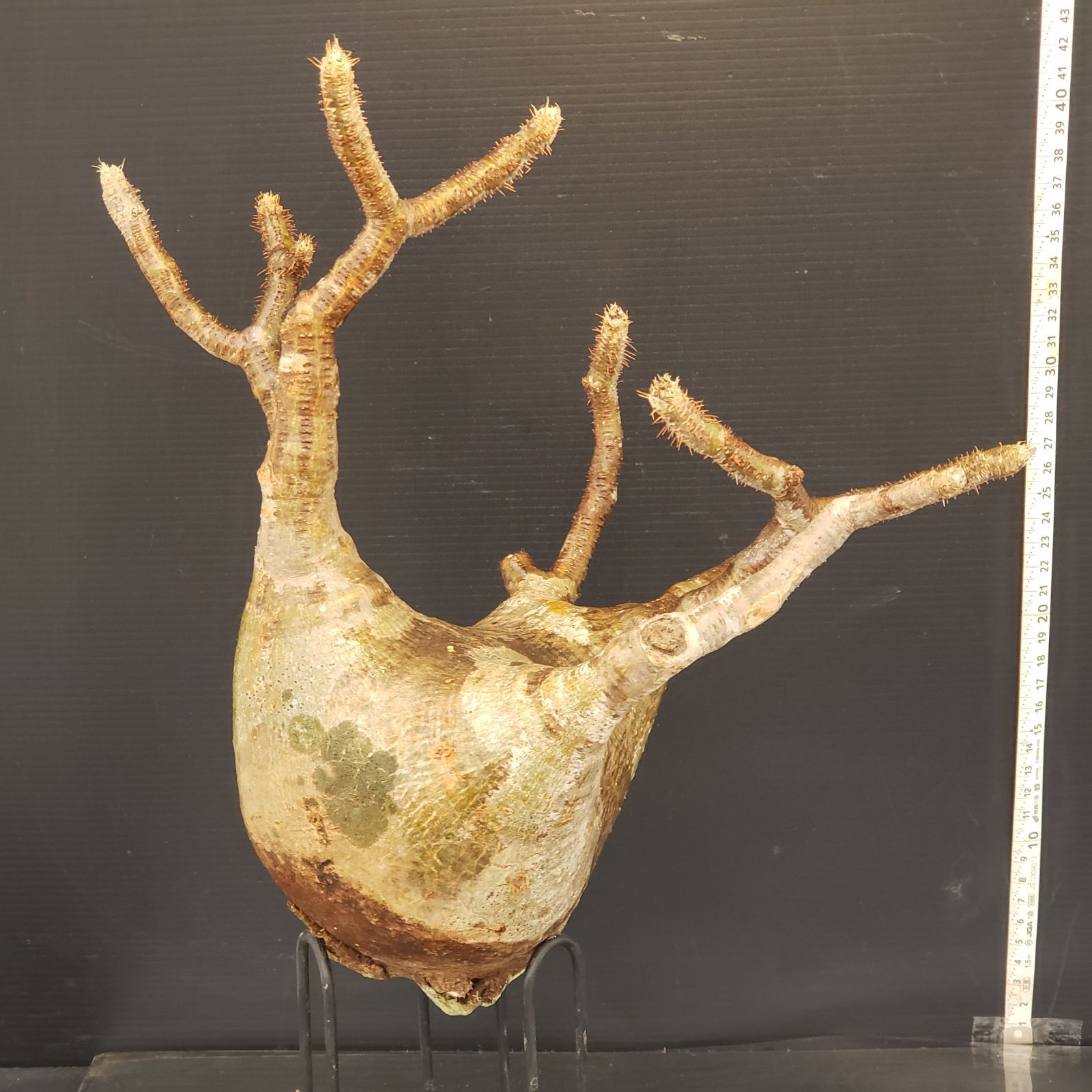 K301【新着】Pachypodium グラキリス（ML)（現地球・抜き苗）【塊根