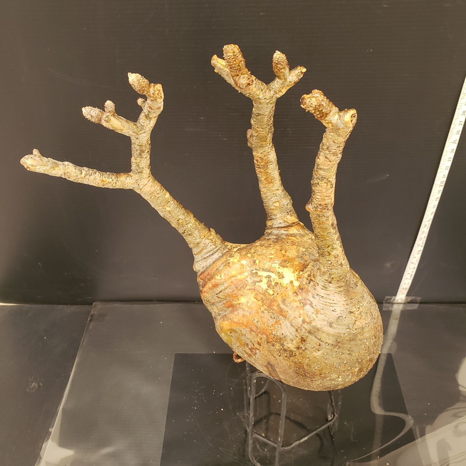 K307【新着】Pachypodium グラキリス（ML)（現地球・抜き苗）【塊根