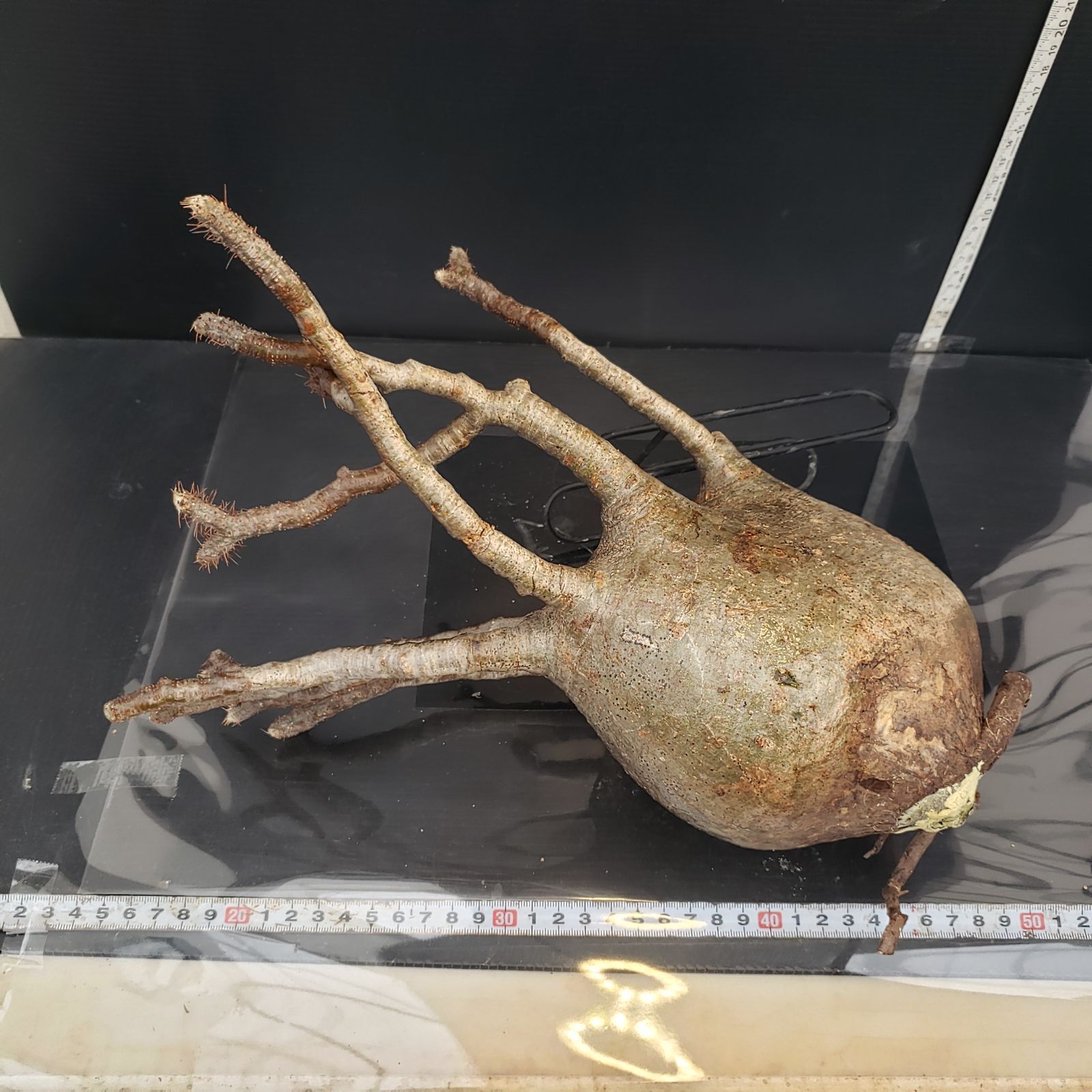 No，9 パキポディウム グラキリス 大株 現地球 発根済 塊根植物 検索