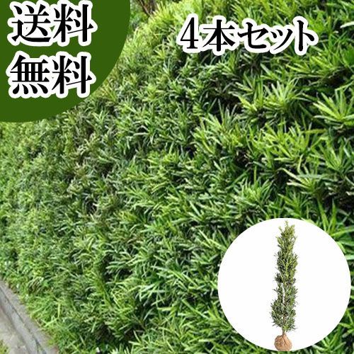【4本セット】ラカンマキ樹高1.2m前後根巻