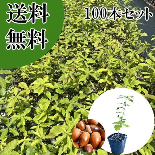 【100本セット】コナラ樹高0.3m前後10.5cmポット