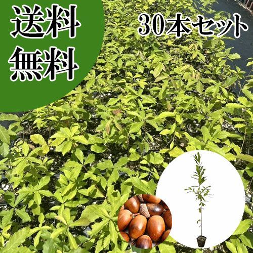 【30本セット】コナラ樹高0.8m前後10.5cmポット
