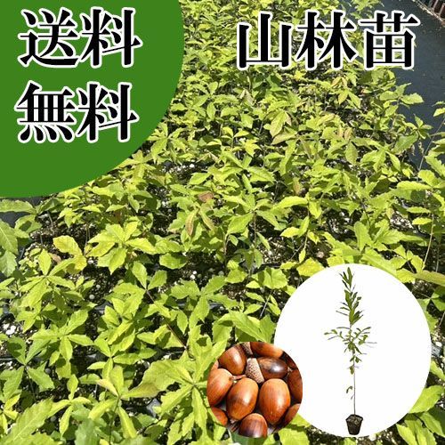 単 品 】コナラ樹高0.8m前後10.5cmポット - メルカリ